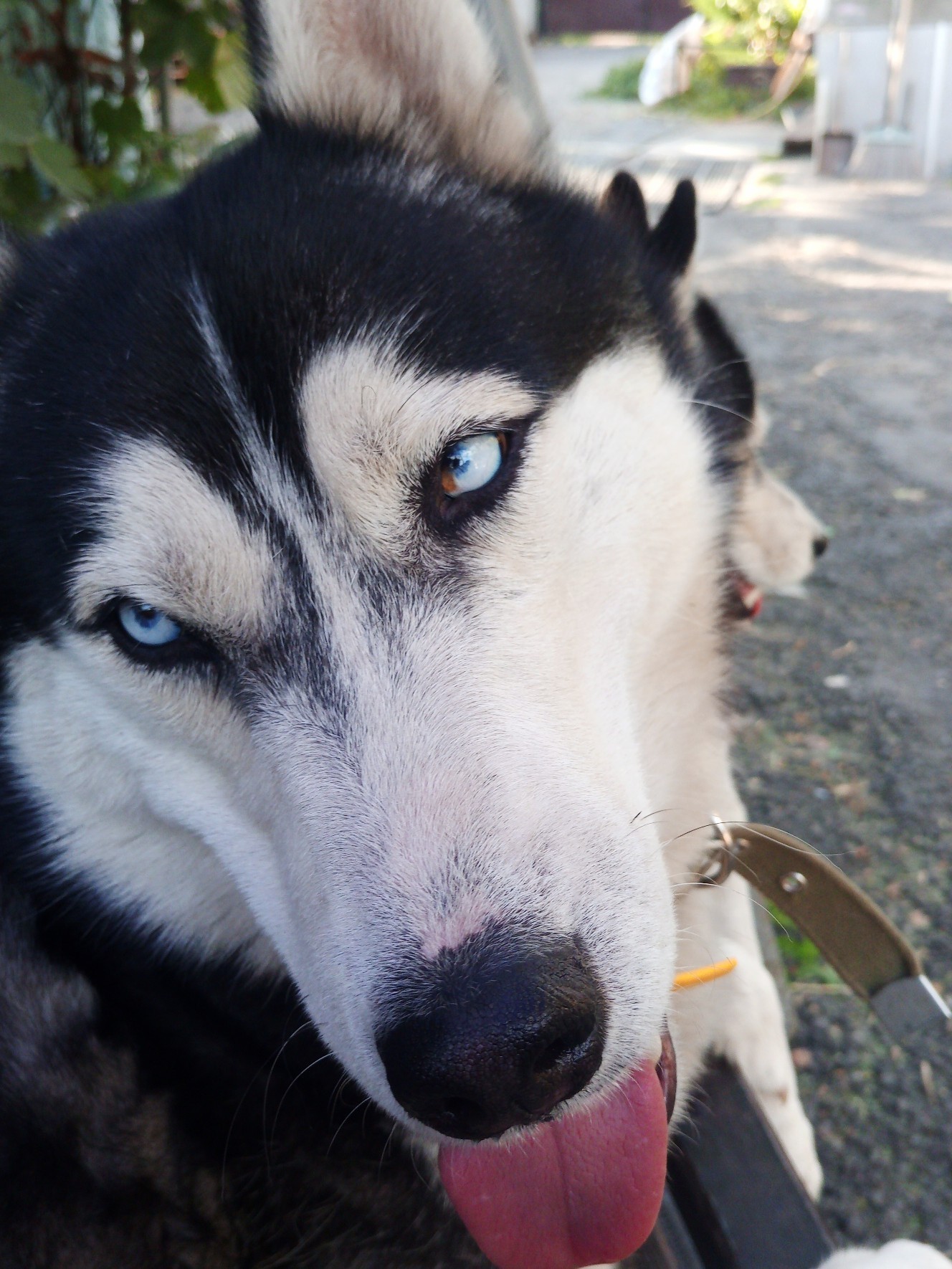 Samka) - My, Husky, Dog, Longpost