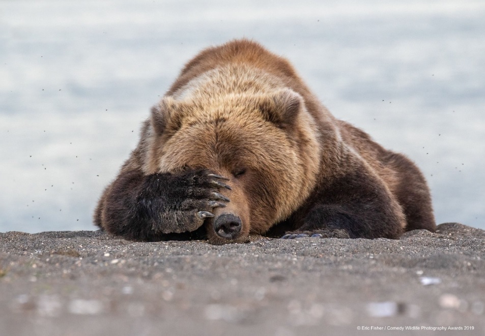 Финалисты конкурса Comedy Wildlife Photography Awards: самые забавные фотки из мира дикой природы за 2019 год - Фотография, Дикая природа, Животные, Птицы, Длиннопост