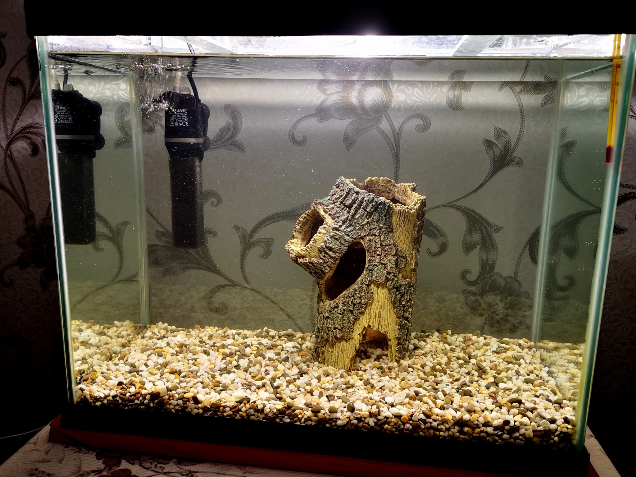 Pumping the aquarium for 1000r - My, Aquarium fish, Aquarium, Help, Longpost