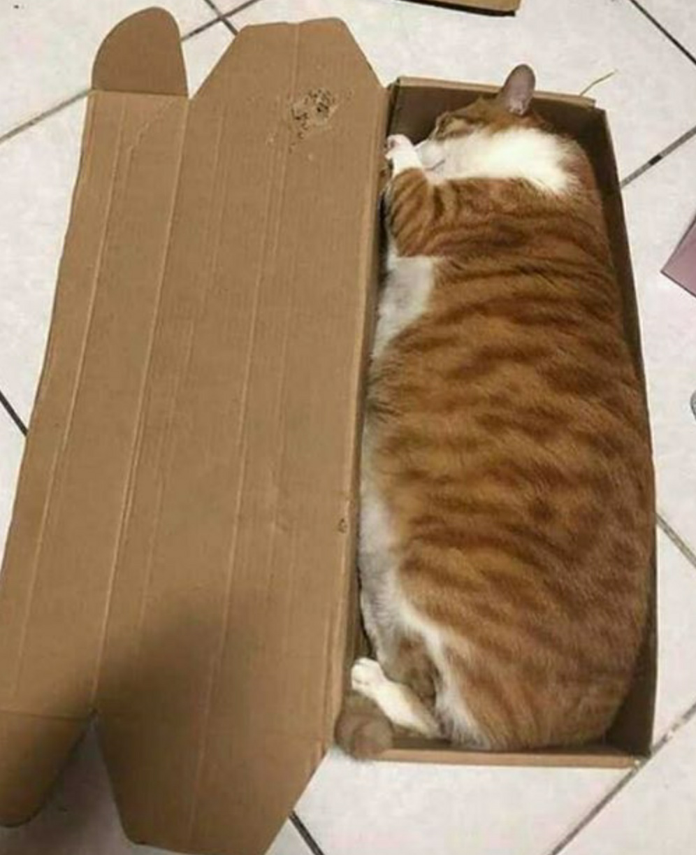 The perfect box. - cat, Box, From the network