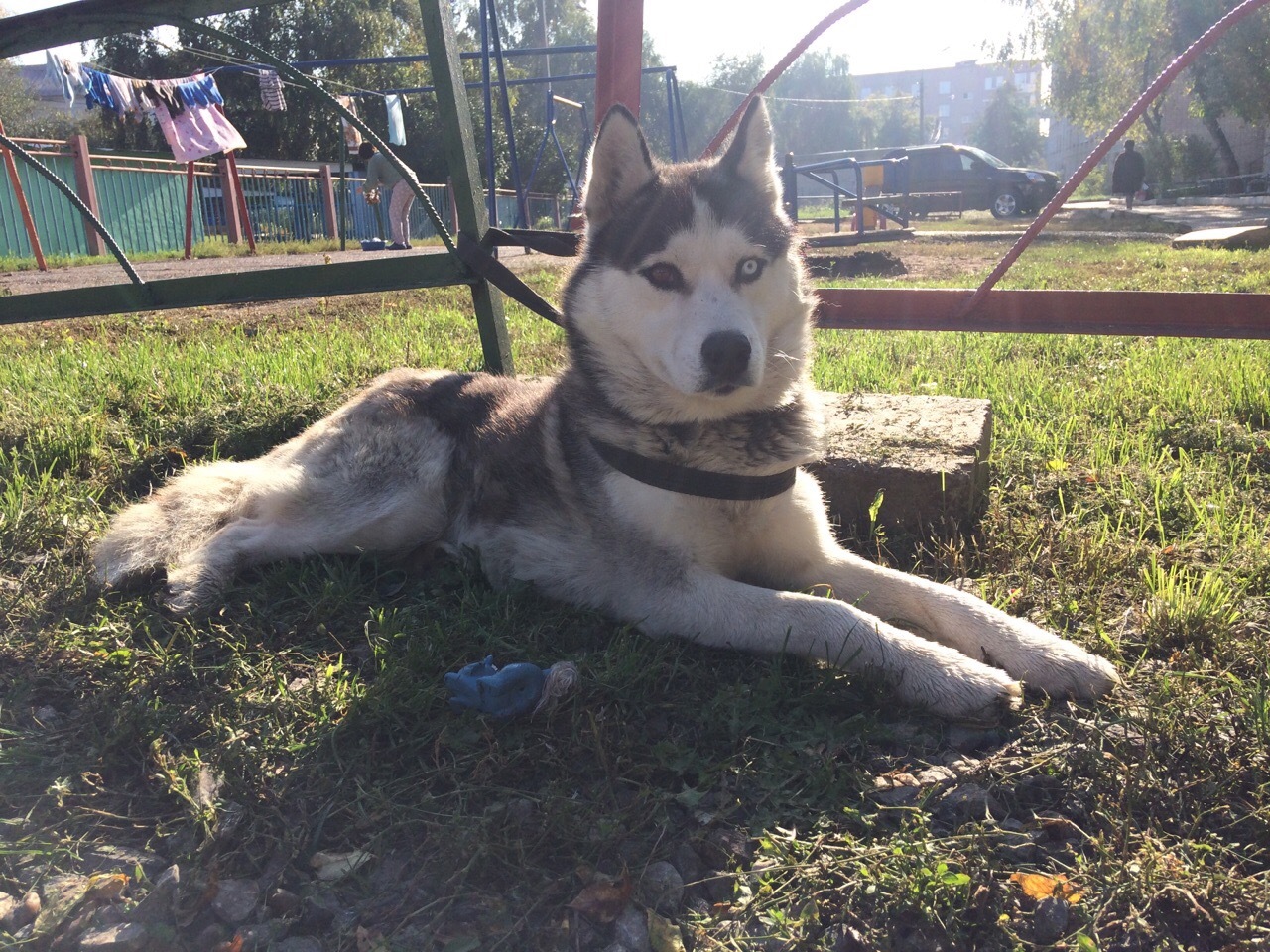 Husky found. Sterlitamak - My, Husky, In good hands, Sterlitamak, Dog, Found a dog, Help, No rating, Helping animals