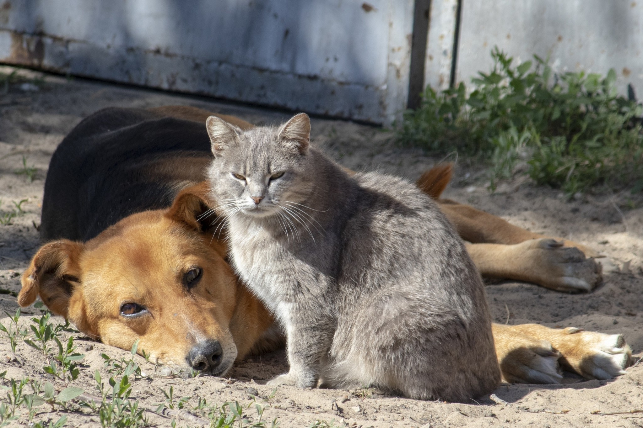 Уличные коты - Моё, Коты и собаки вместе, Кот, Начинающий фотограф, Длиннопост, Собака