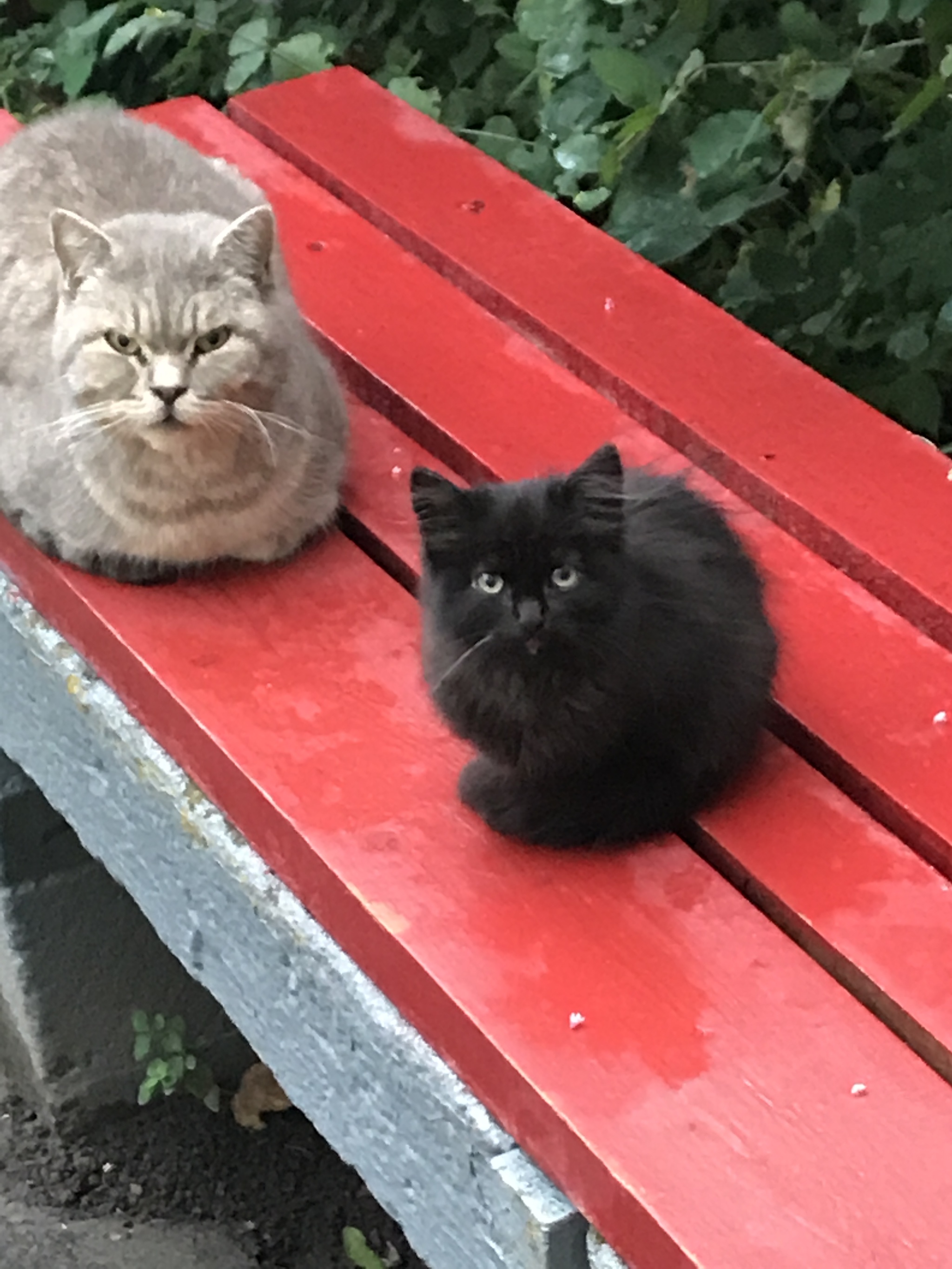 Kittens! Homeless and abandoned. - My, Kittens, Longpost, In good hands, Leningrad region, cat, No rating