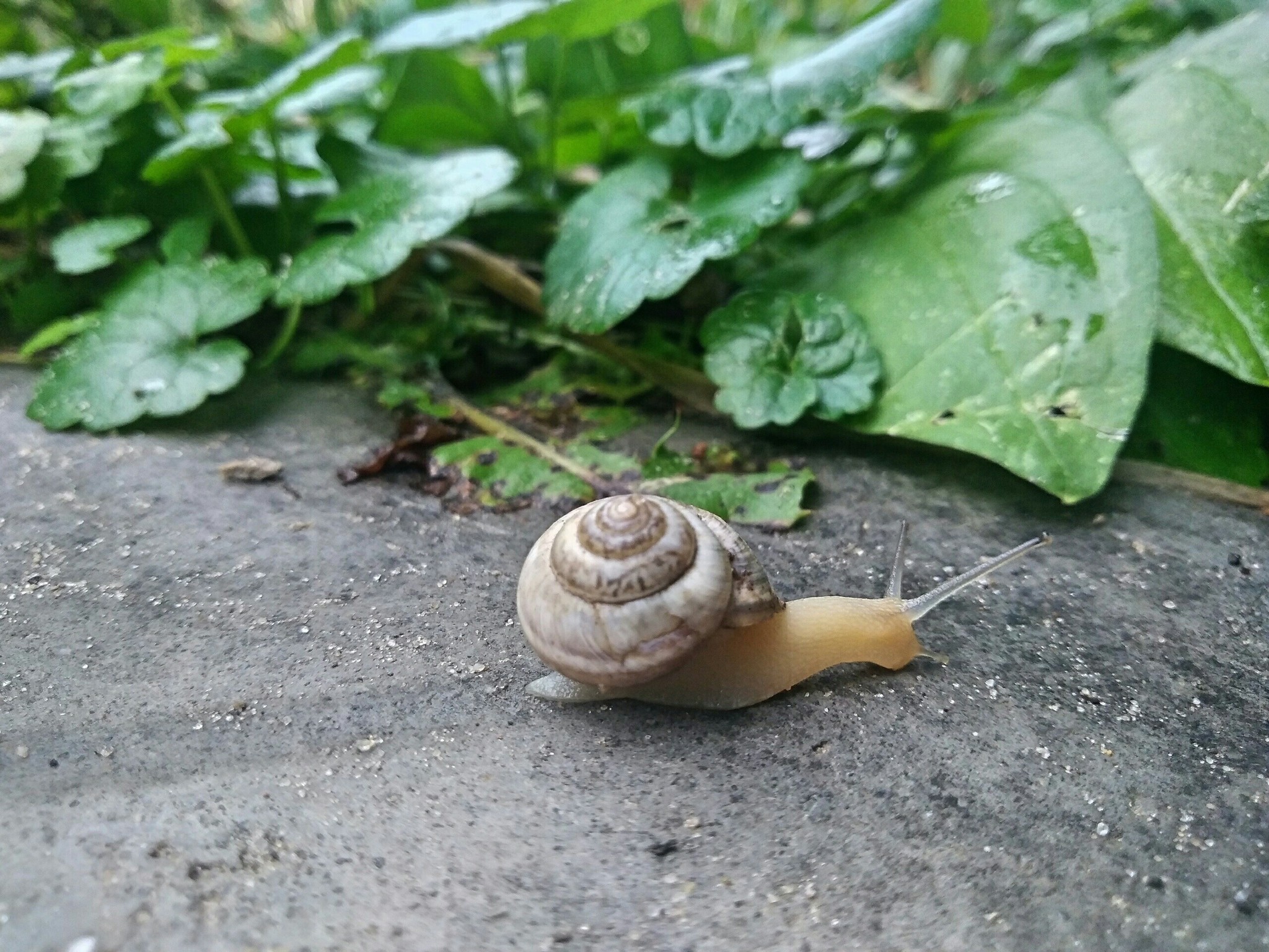 After the rain - My, Nature, Animals, The photo, Longpost