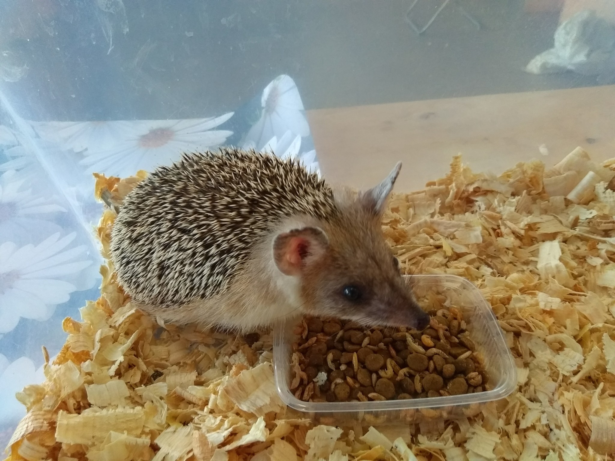 We visited the festival of hedgehogs in St. Petersburg - My, Loft Project Floors, African pygmy hedgehog, Longpost