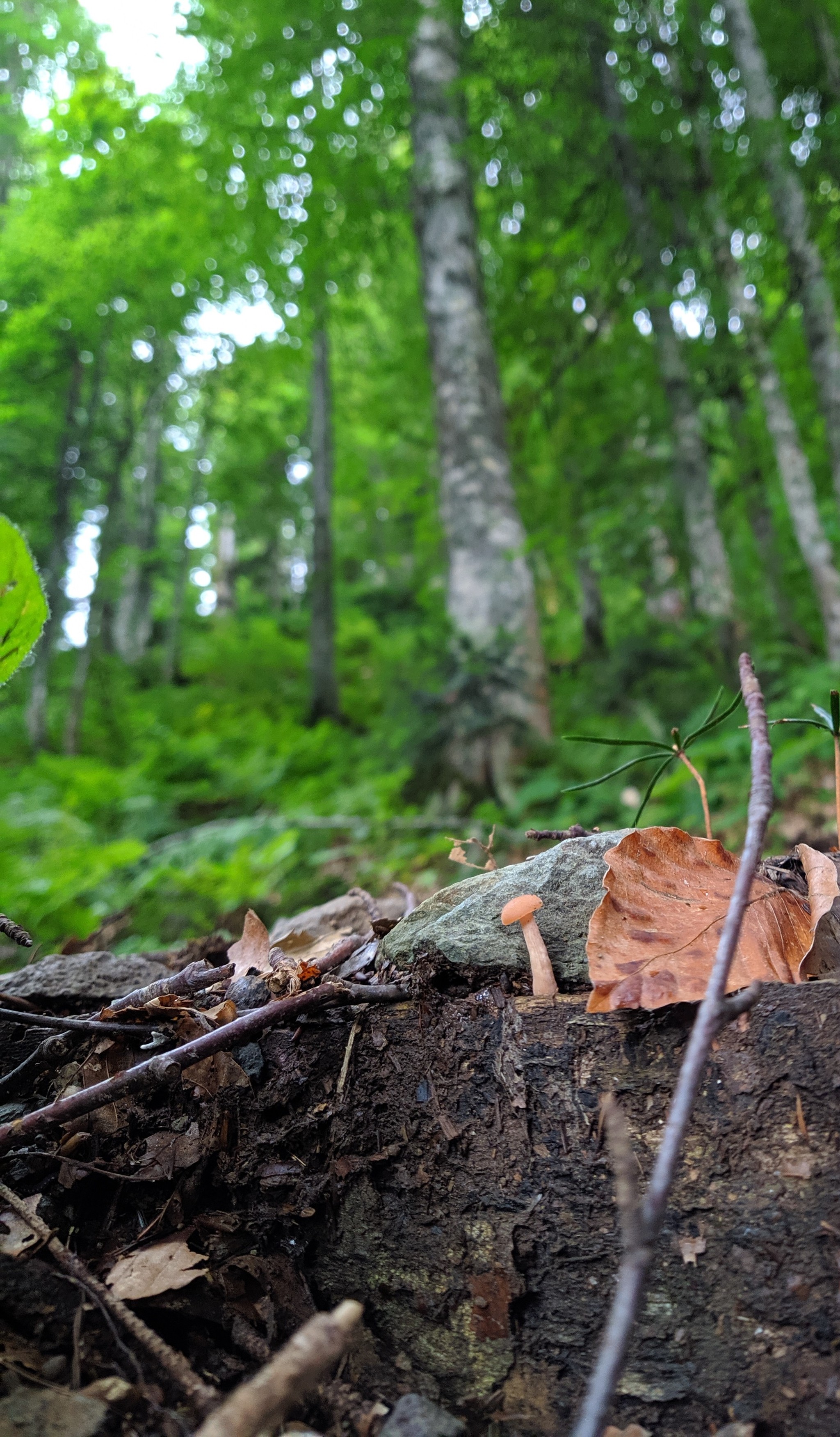 Mushrooms. And a slug. - My, Beginning photographer, Mushrooms, No filters, Longpost