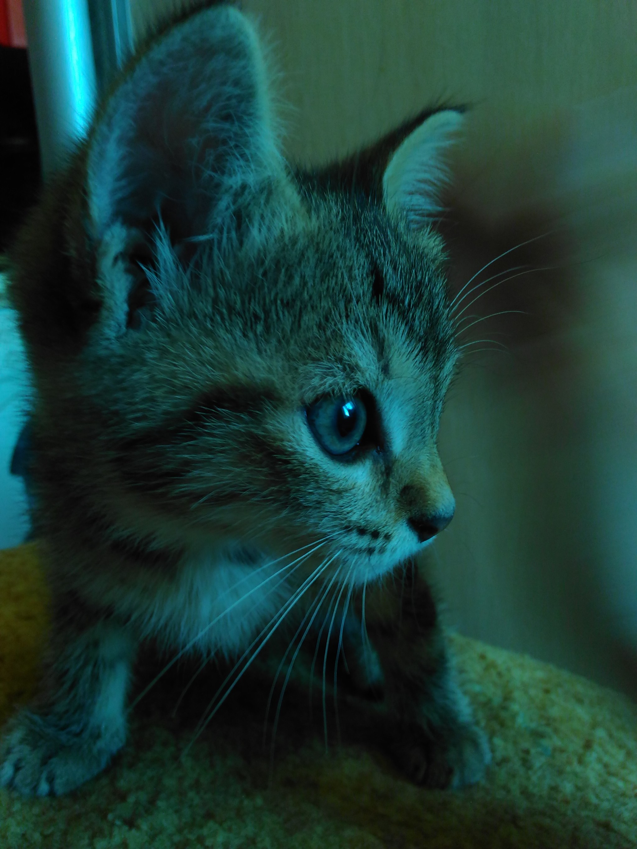 Urgently looking for a shelter for a kitten today - My, In good hands, Urgently, cat, Ufa, Longpost, No rating