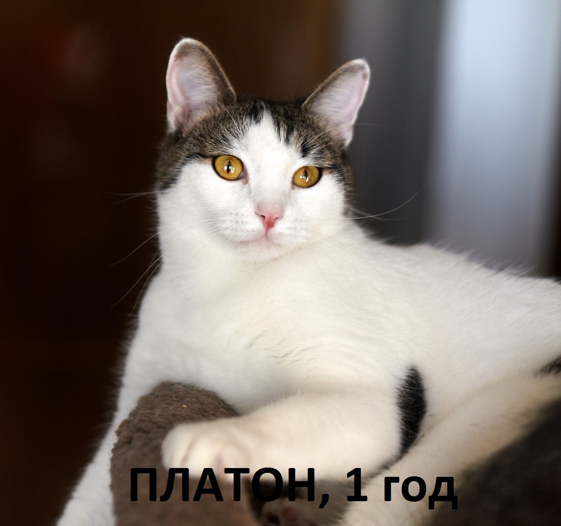 4 cats URGENTLY looking for a home!!!! Lyubertsy, Moscow region - Catomafia, cat, , Longpost