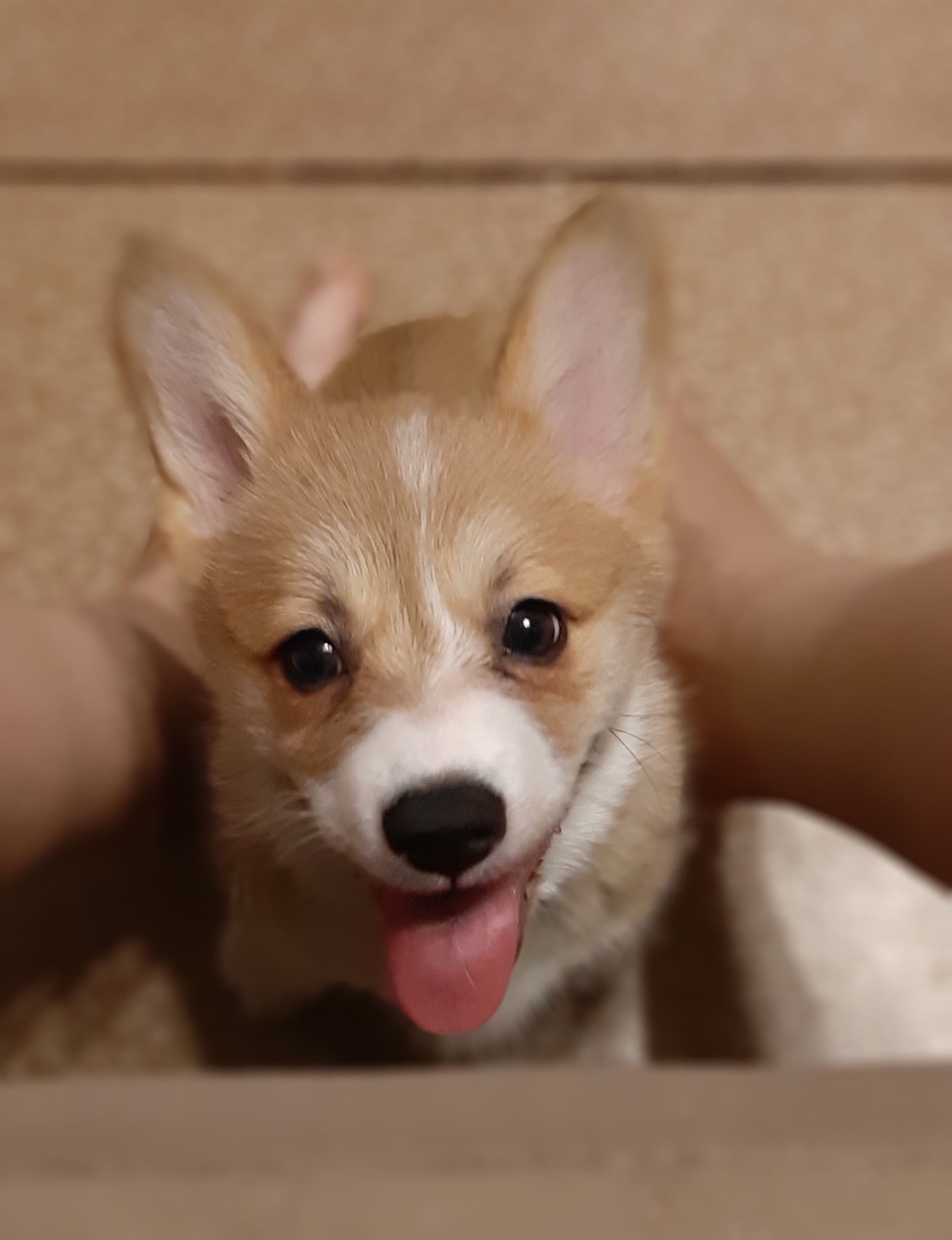 My dog ??is a corgi - My, Dog, Welsh corgi pembroke, Photo on sneaker, Milota, Puppies, Corgi, Longpost