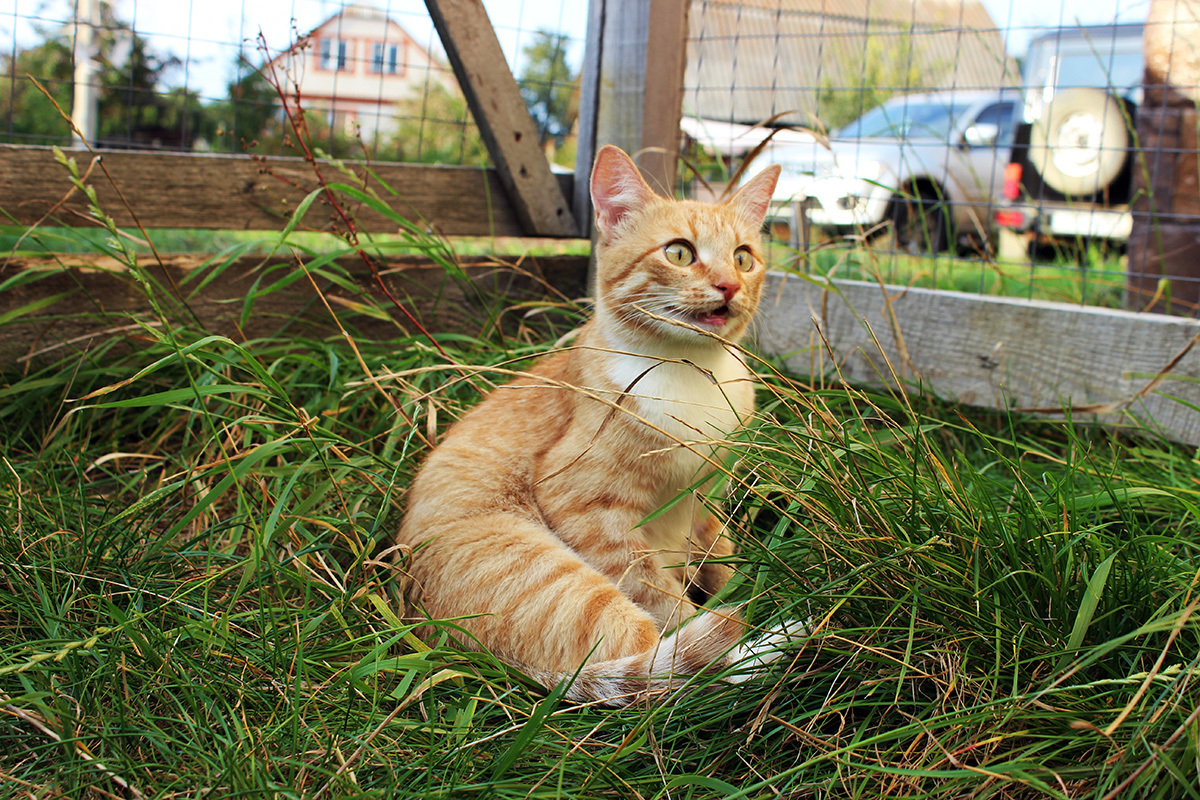 A very strange, but archalysk cat is looking for a home - cat, In good hands, Looking for a home, Moscow, No rating, Longpost