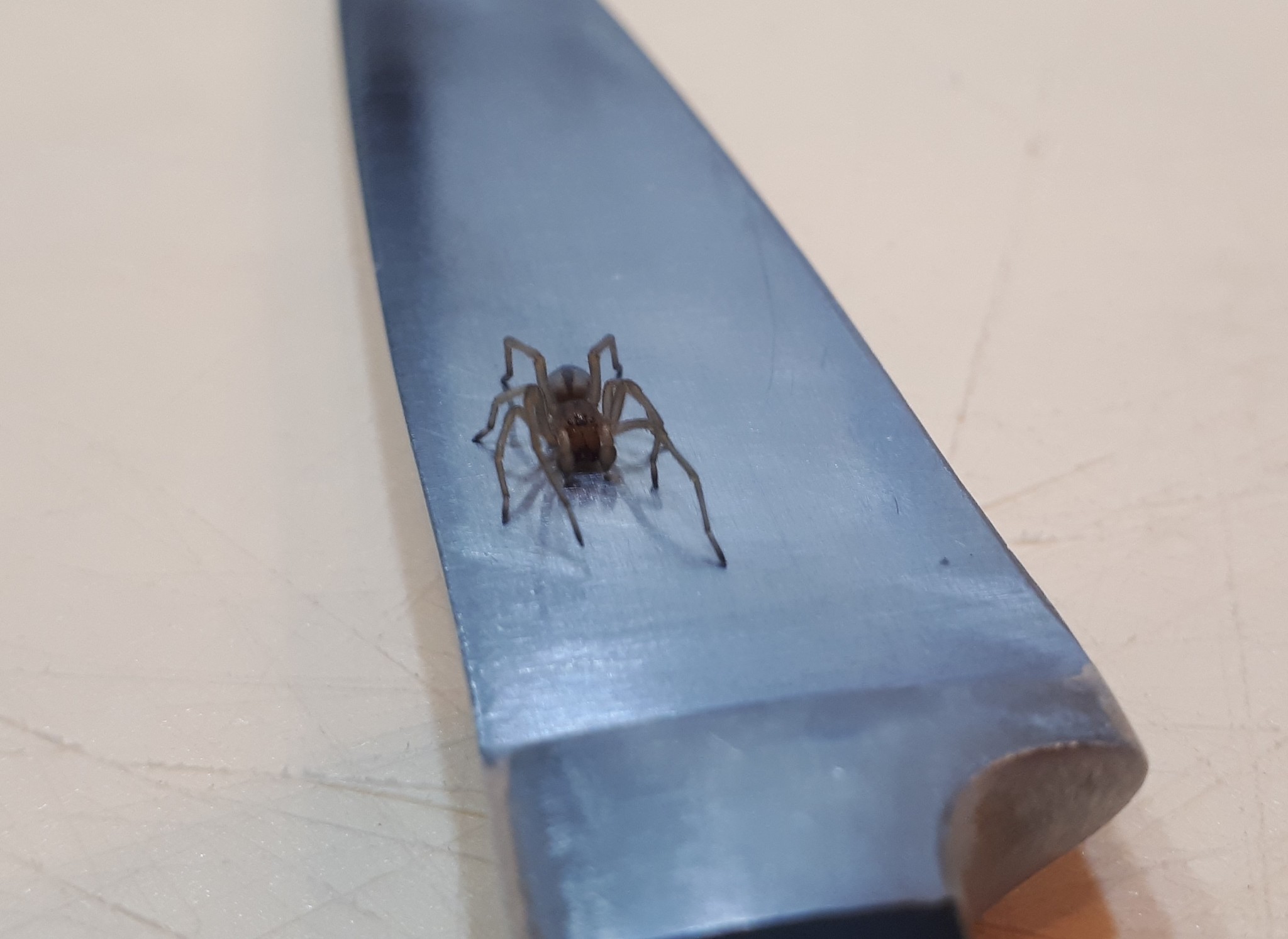 Save Gennady - My, The rescue, Spider