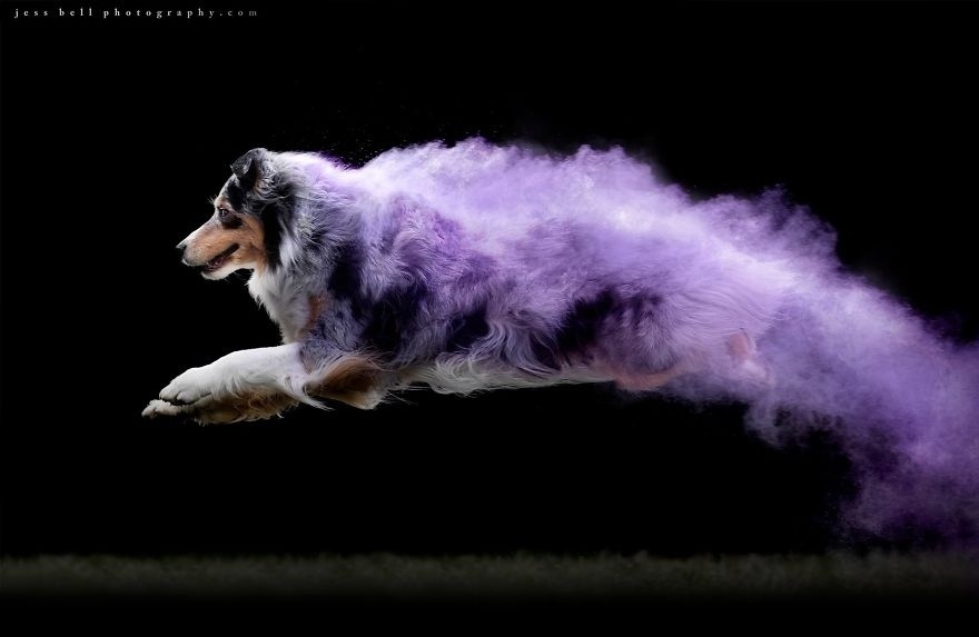 Photo session with colored powder - Dog, The photo, Paints, beauty, Longpost