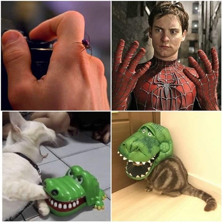 Transformation - cat, Spiderman, Transformation, Humor, From the network