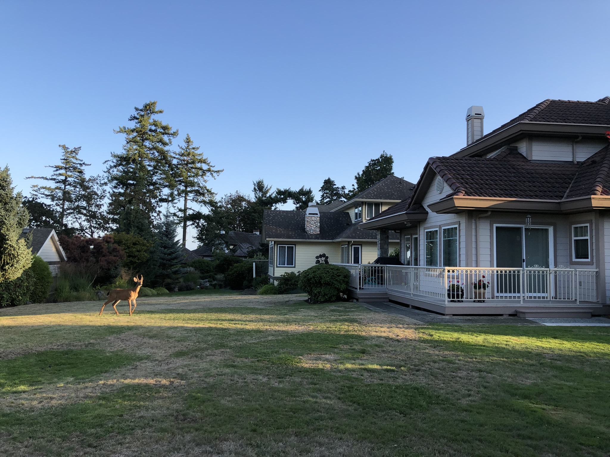 Deer - My, Deer, Town, Road, House, The street, Evening, Canada, Longpost, Deer