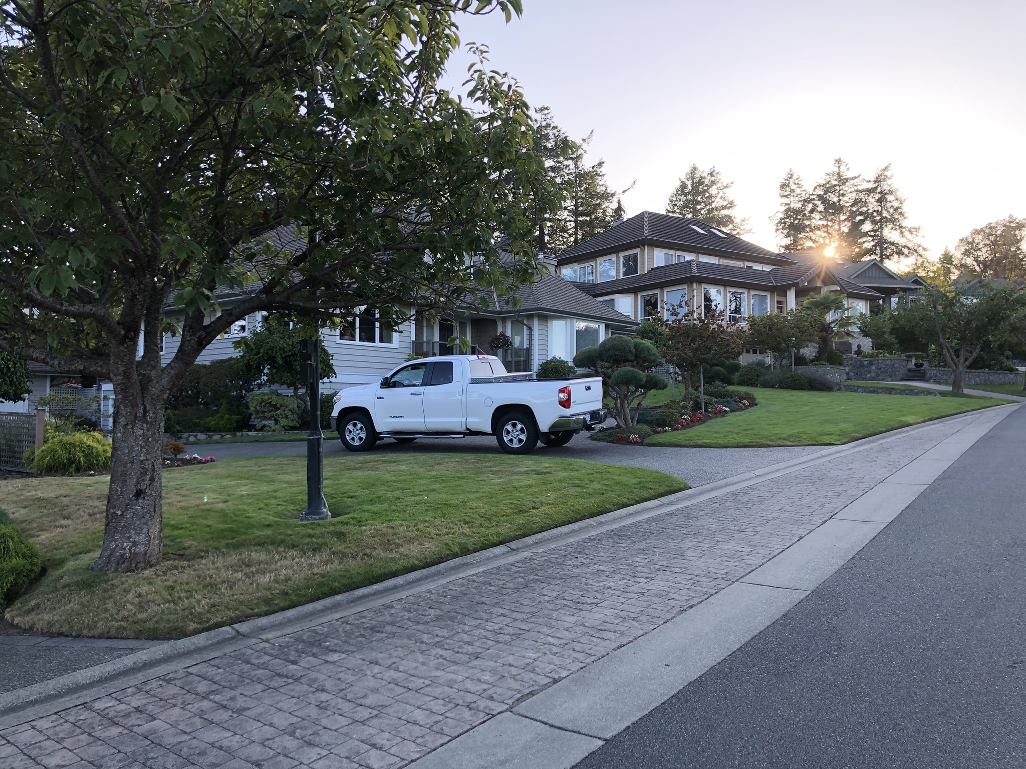 Deer - My, Deer, Town, Road, House, The street, Evening, Canada, Longpost, Deer