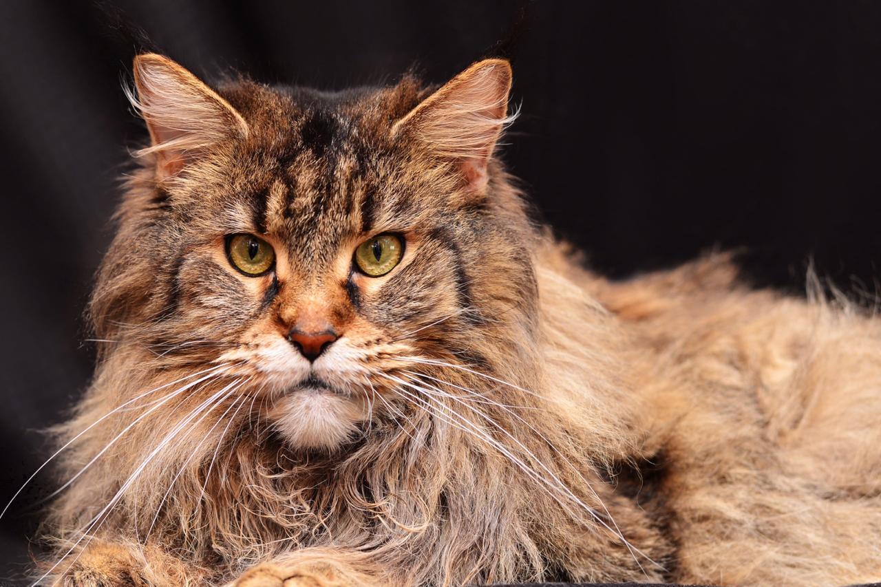 Do you still love cats? - My, Maine Coon, Catomafia, cat