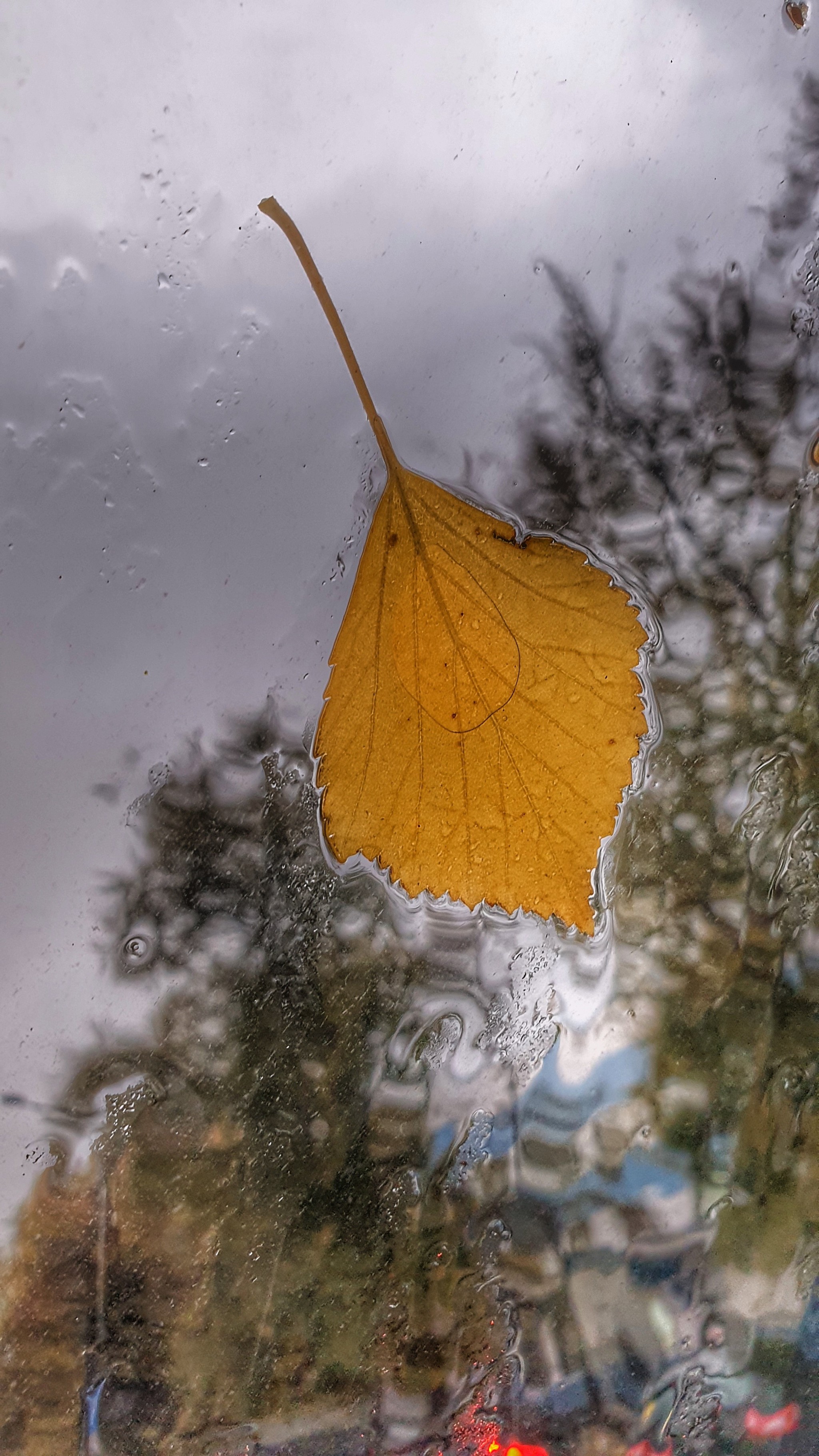 Autumn - My, The photo, Autumn, Nature, Longpost