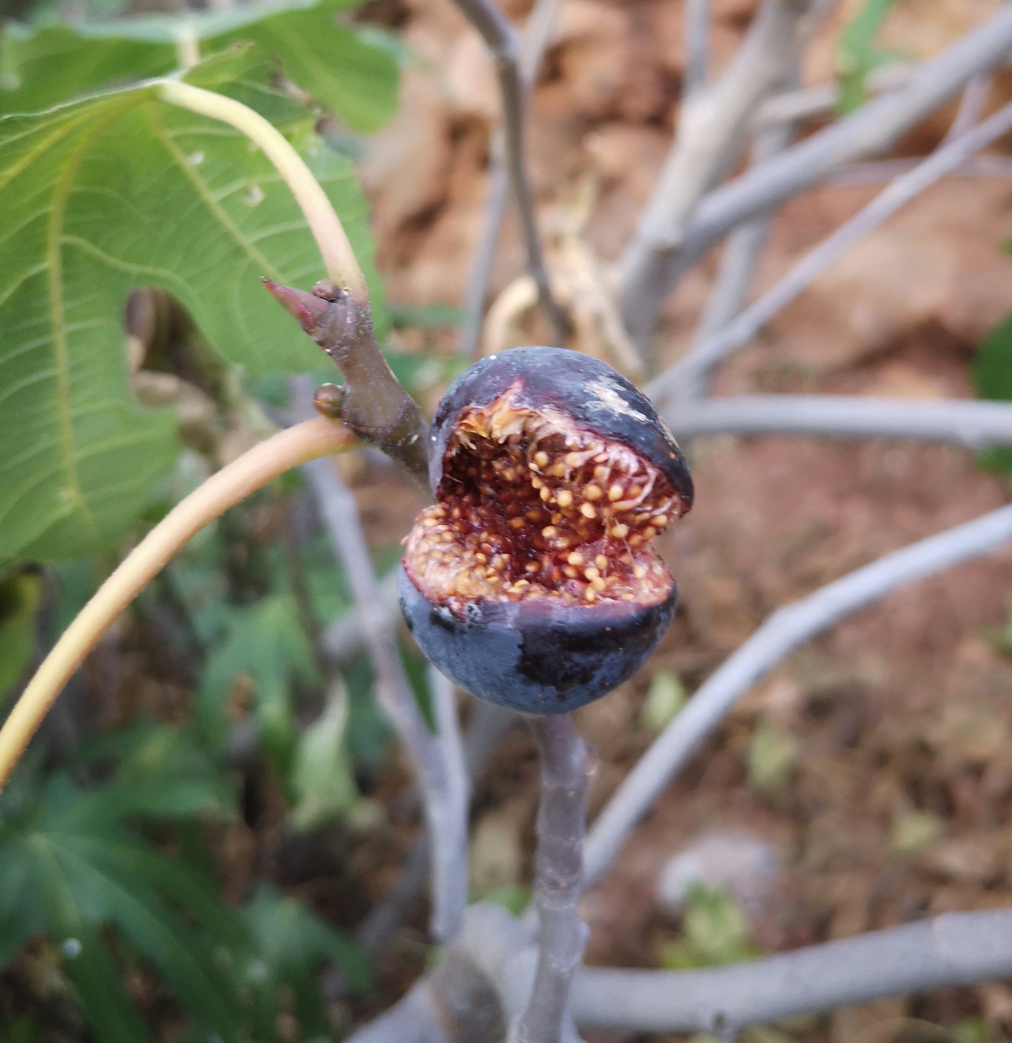 Gifts of autumn in Crimea - My, Autumn, Longpost, Fig, Crimea, cat, Фрукты