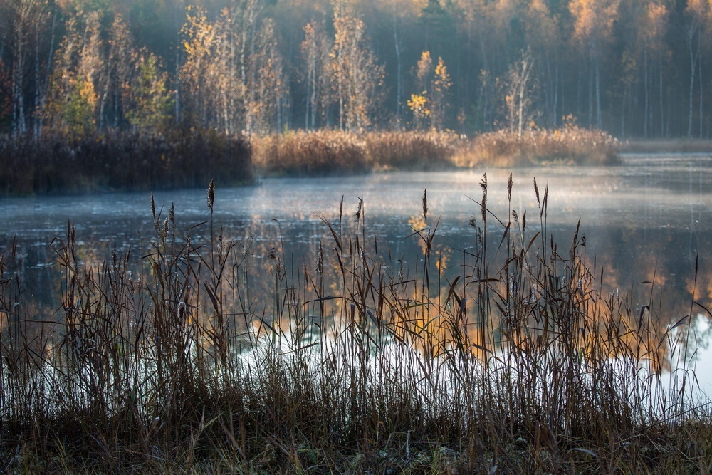 Autumn - Autumn, Komi, Forest, Sterkhi, Longpost