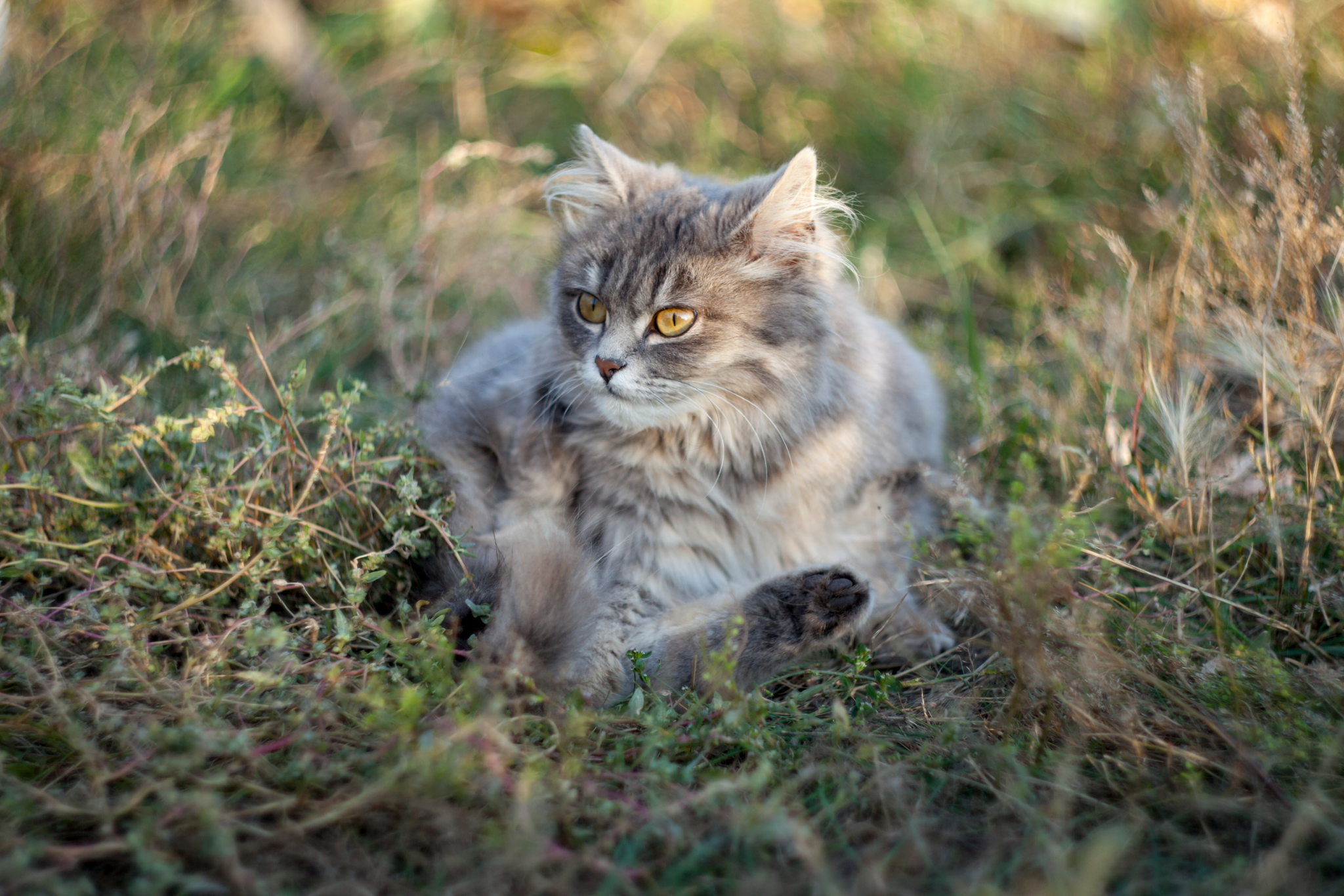 Грустная осенняя кошка - Моё, Кот, Котомафия, Длиннопост