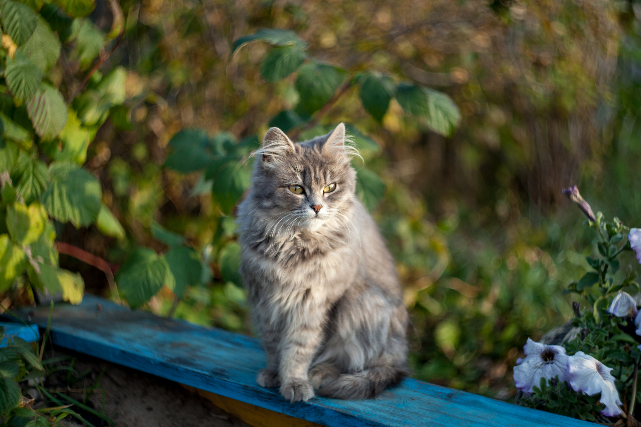 Грустная осенняя кошка - Моё, Кот, Котомафия, Длиннопост