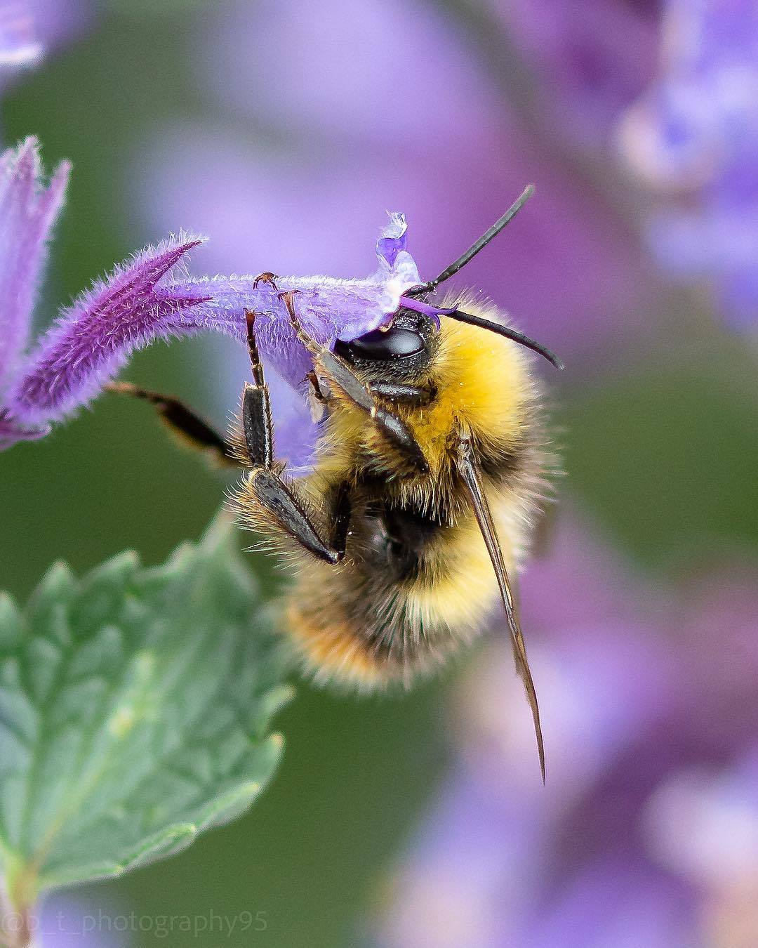 Bumblebees and bees at work - The photo, Bees, Flowers, Macro photography, Longpost, Bumblebee