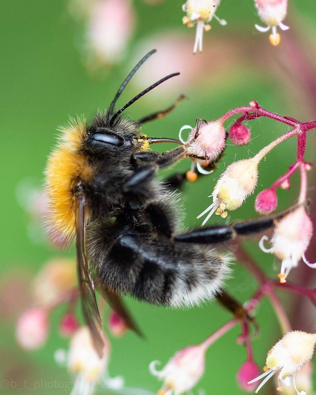 Bumblebees and bees at work - The photo, Bees, Flowers, Macro photography, Longpost, Bumblebee