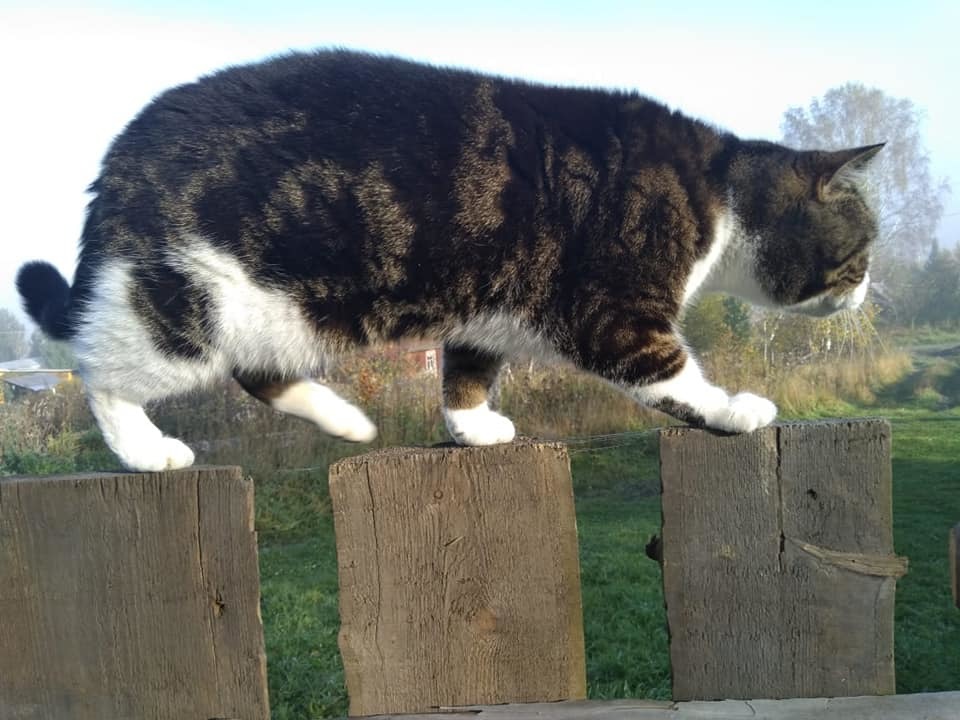 Cupcake - My, cat, Catomafia, Brutality, Fence, Countryside, Longpost