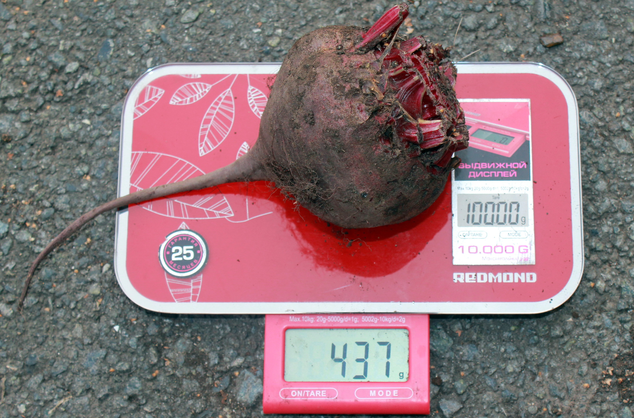 весы для урожая. урожайность. томат пасхальное яйцо характеристика. бригада состоящая из мужика и медведя собрала урожай в 3 тонны. весы урожай.