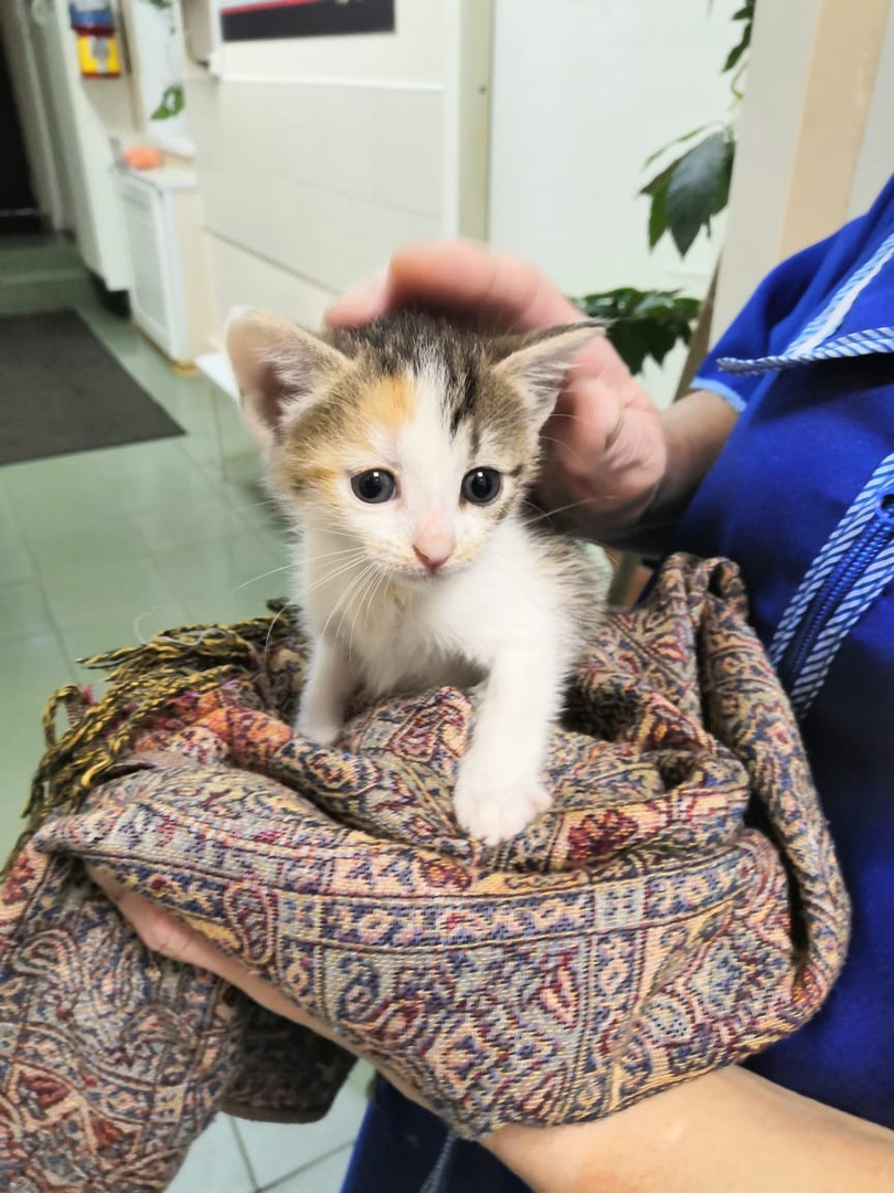 Autumn foundlings. - My, cat, Help, In good hands, Looking for a home, Saint Petersburg, Leningrad region, Longpost, No rating, Helping animals