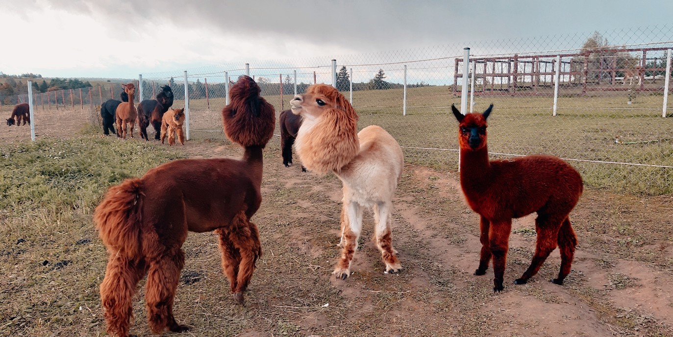 Russian alpacas look like the soloists of a new rock band - Alpaca, Farm, The photo, Animals, Longpost