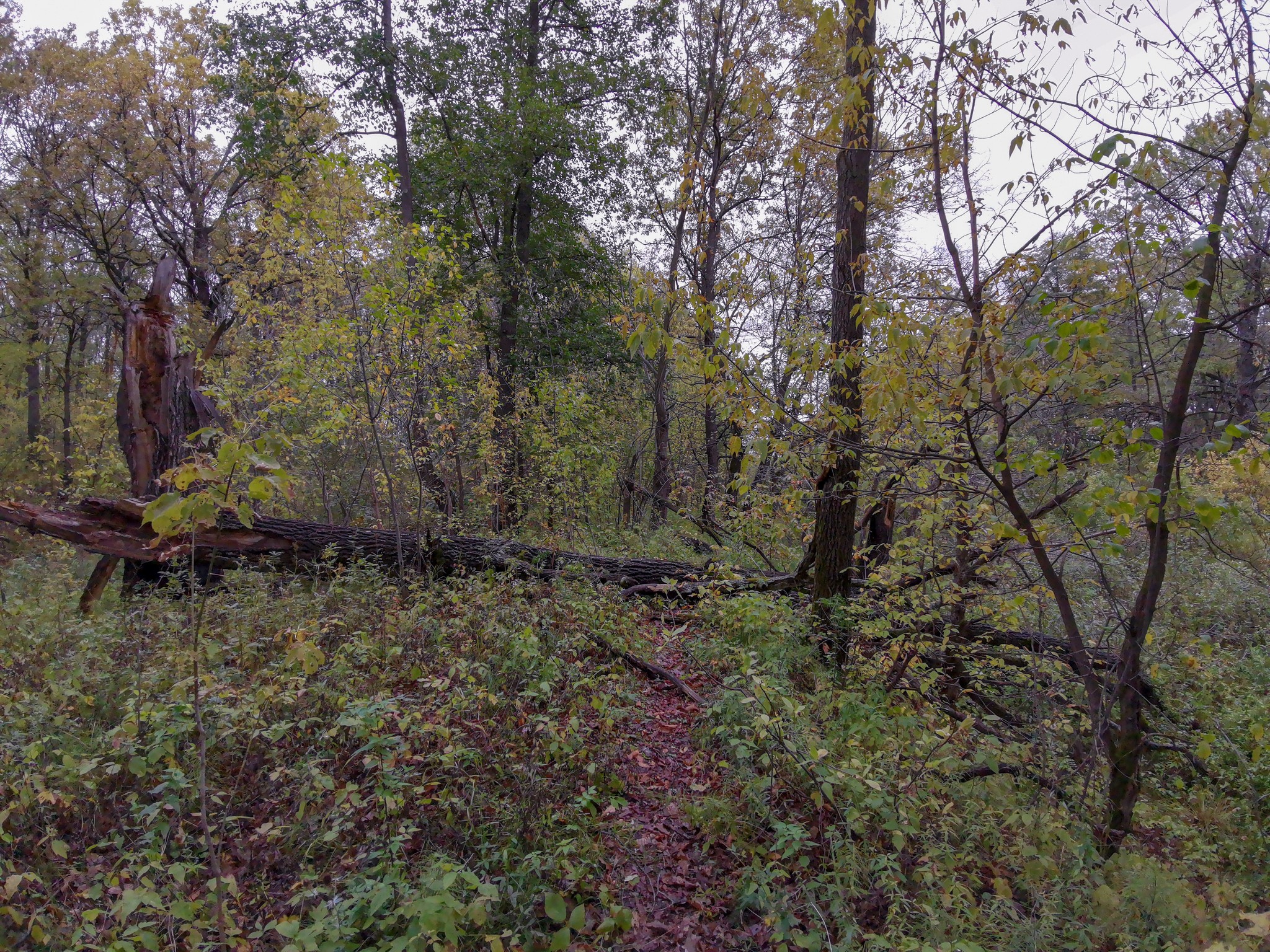 Autumn rainy - My, Mobile photography, Nature, Autumn, Mushrooms, Rain, Video, Longpost