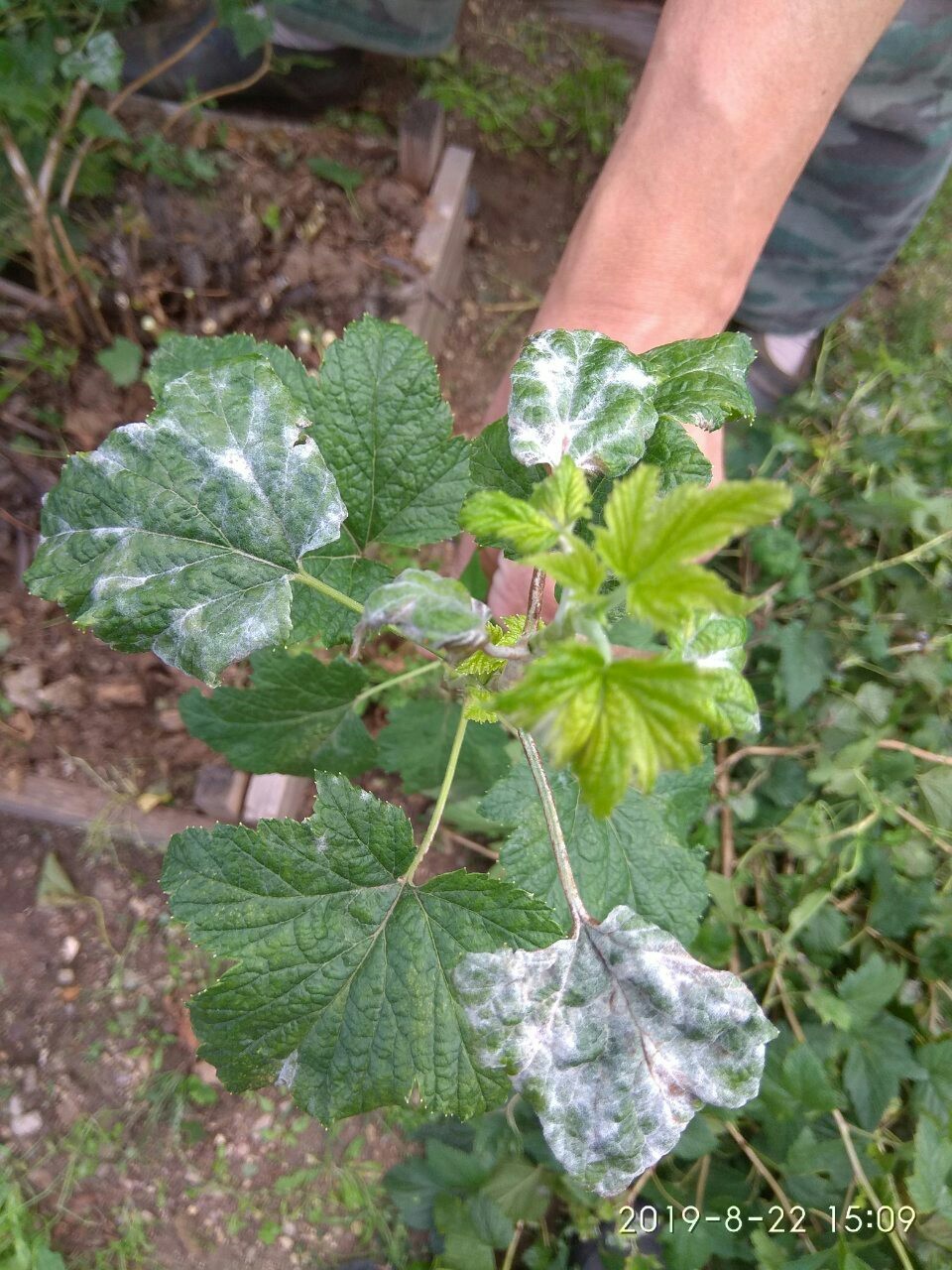 No harvest. - My, Blackcurrant, Harvesting, Longpost