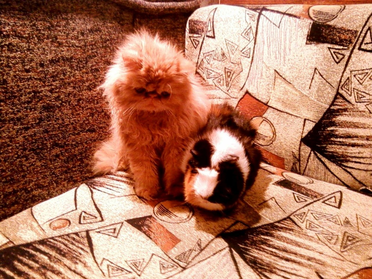 Foundling from another planet - cat, Memories, Childhood memories, Persian cat, Lost, Animal Rescue, Longpost