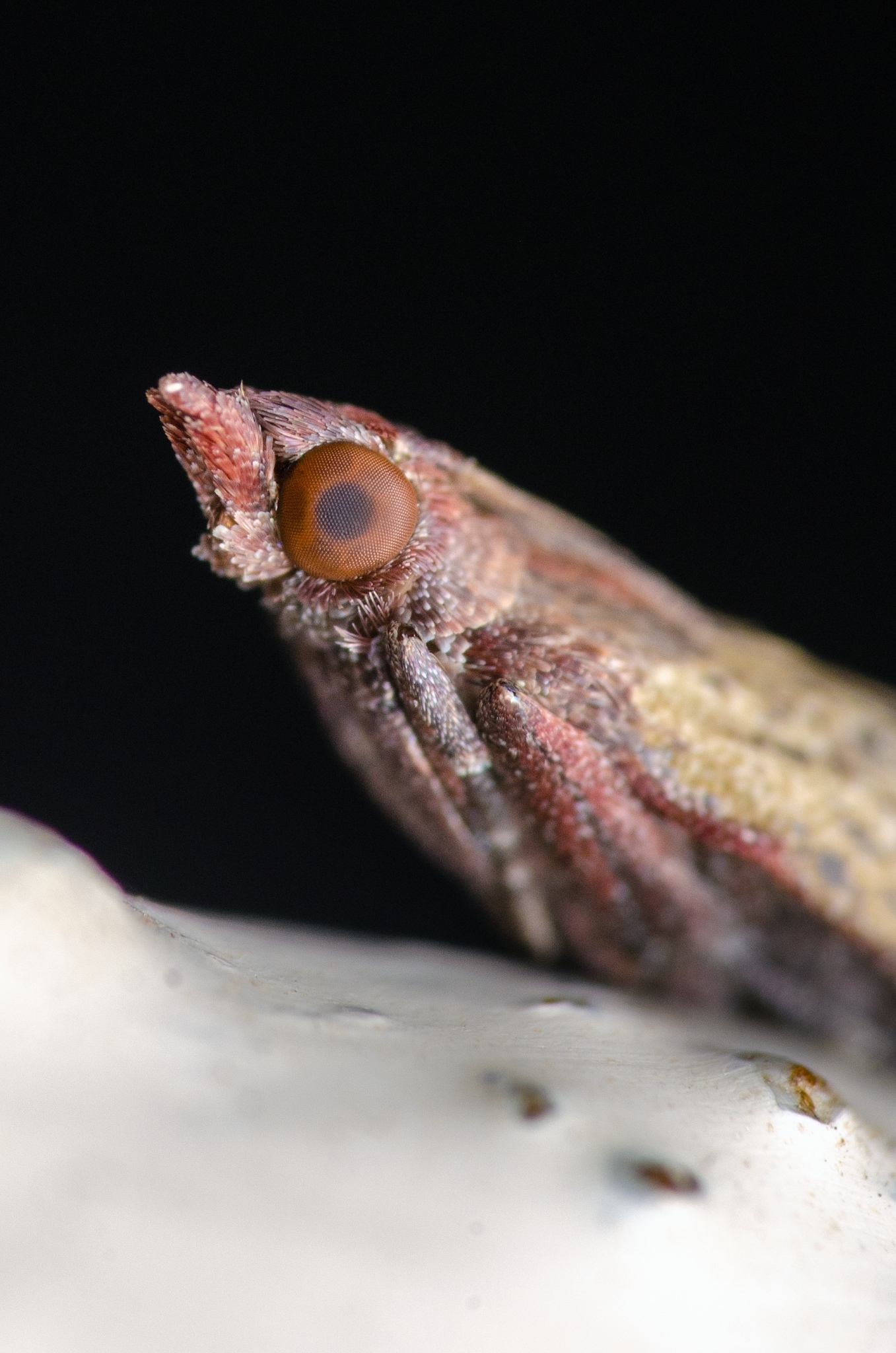 Winged evil post - My, Macro, Nature, Insects, Wasp, Муха, Moth, Nikon, Eyes, Longpost, Macro photography