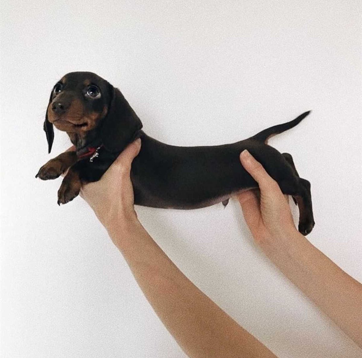 Draw me artist.. - Dog, Dachshund, Puppies, Arms