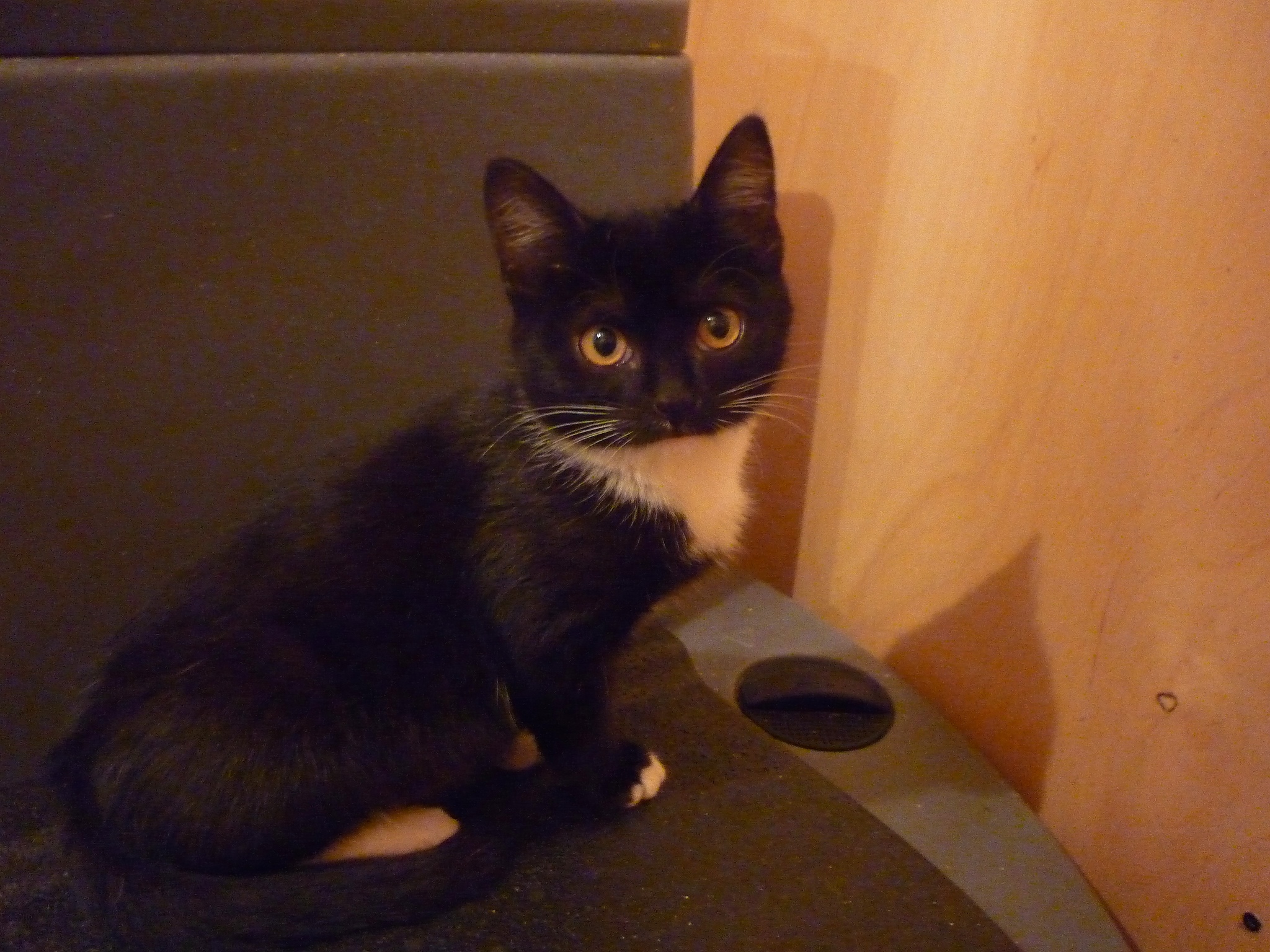 Blackies are looking for a home. - Moscow, cat, Catomafia, Kittens, No rating, Help, In good hands, Good league, Longpost, Helping animals