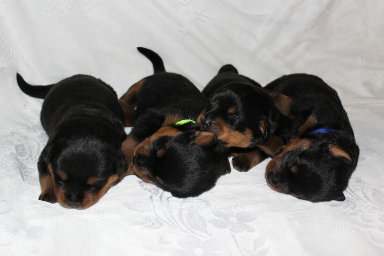 Evil Rottweilers 2 - My, Puppies, Milota, Rottweiler, Saint Petersburg, , Longpost, Dog