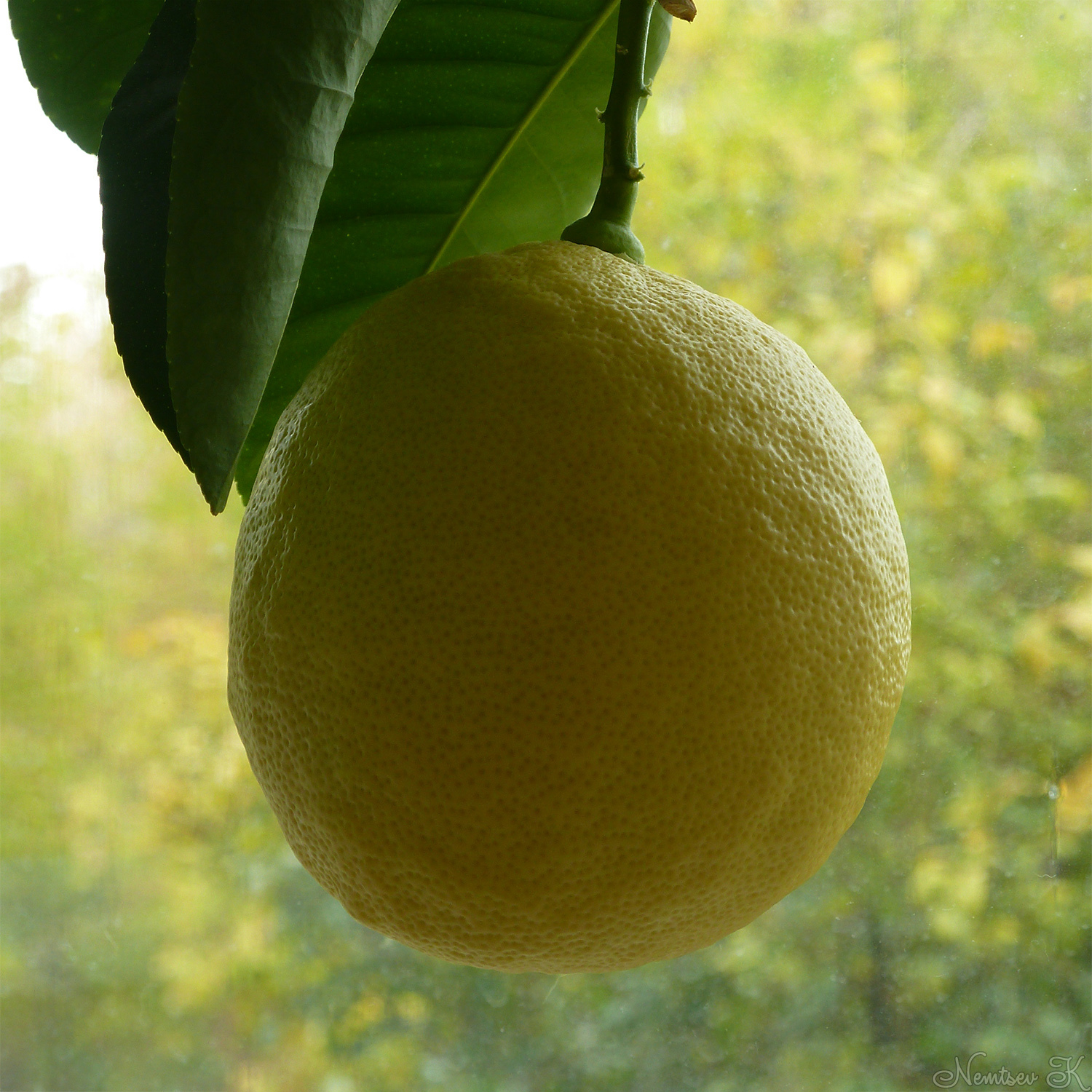 Лимон это овощ или ягода. Лимон растение. Лимон это фрукт или овощ. Цитрус Цитрон Диаманте.