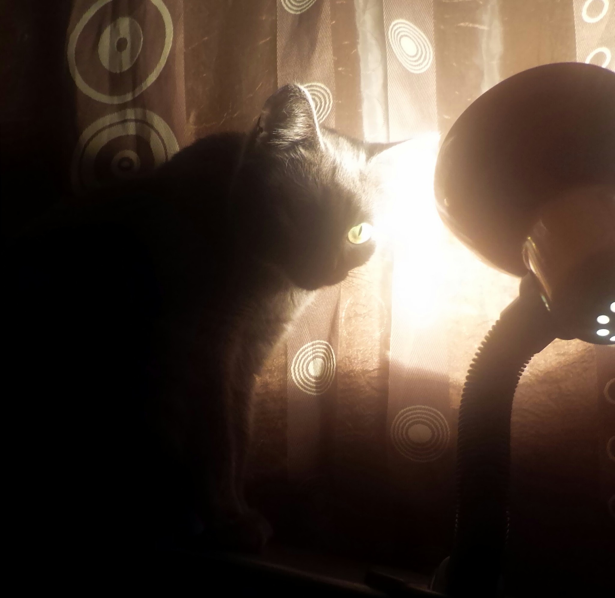 Cat and lamp - My, cat, Catomafia, Лампа