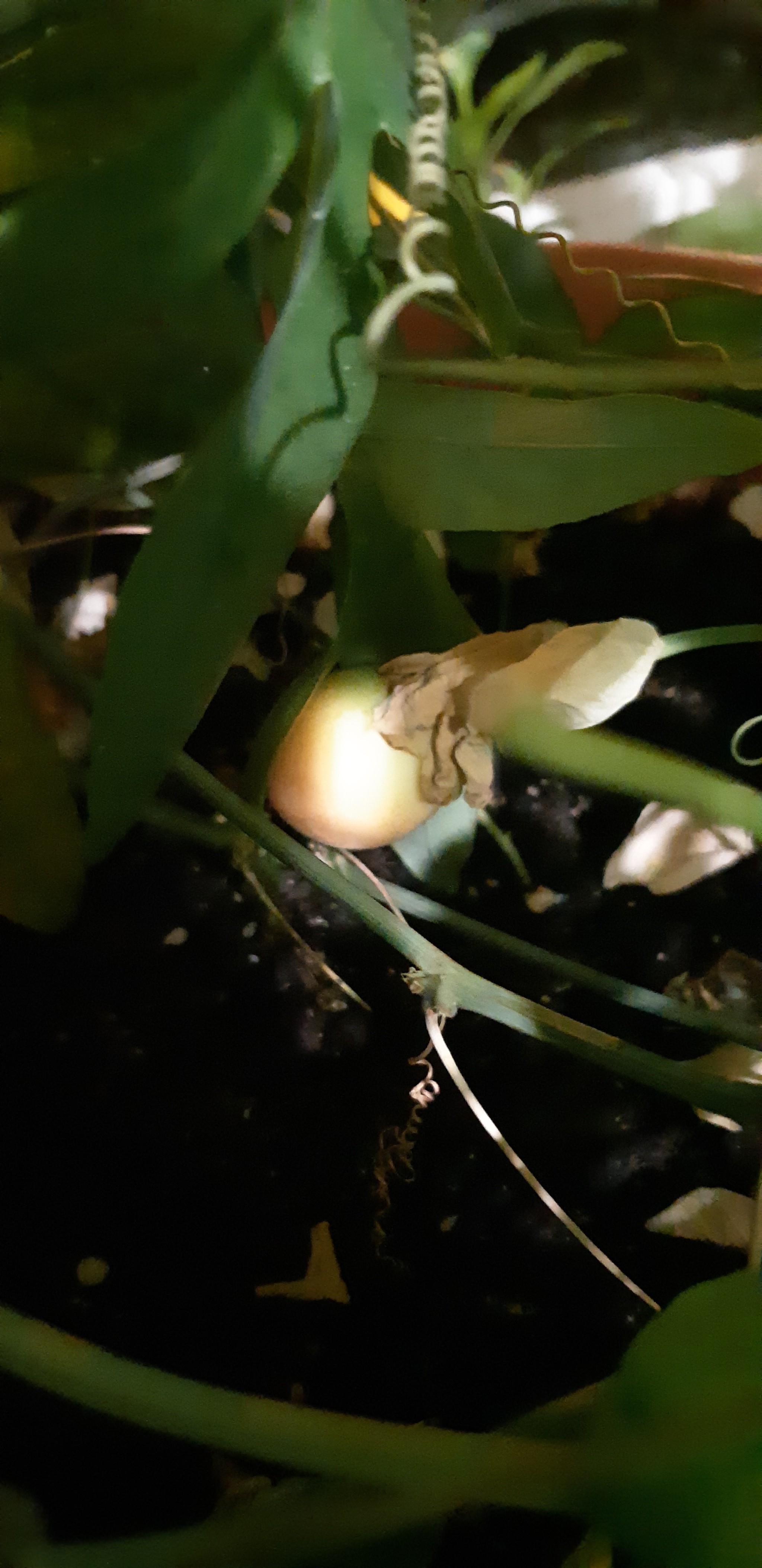 And my passion fruit has grown! - My, Plants, Growing, Passion fruit, Longpost