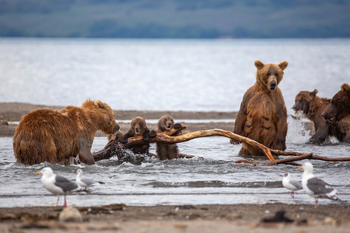 A mother bear protects frightened cubs from an attacked male. - The Bears, The photo, Young, wildlife, Animals, Longpost