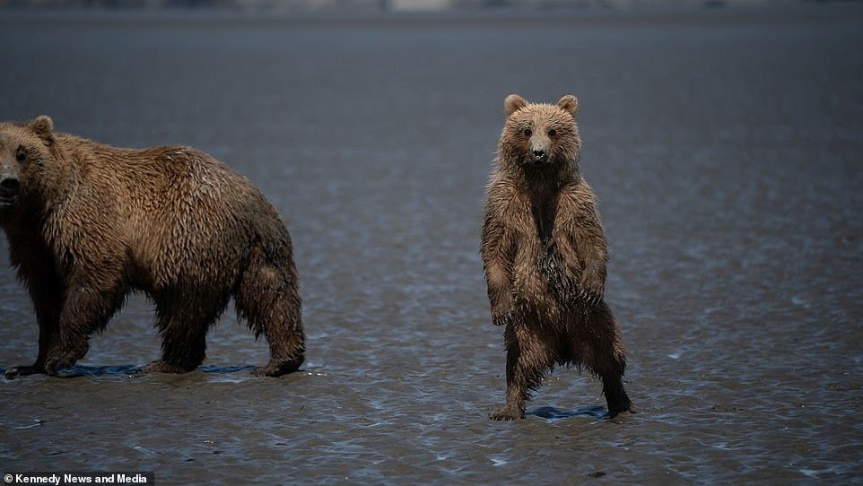 Funny teddy bear tries to scare the photographer - Bear, The photo, Milota, Longpost, The Bears