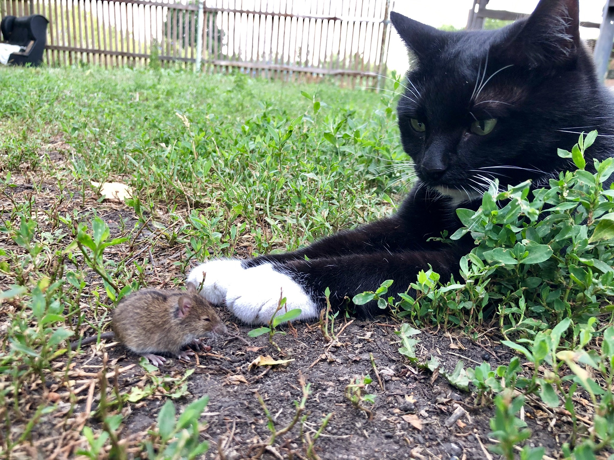 Cats and Mice - My, cat, Mouse, Nature