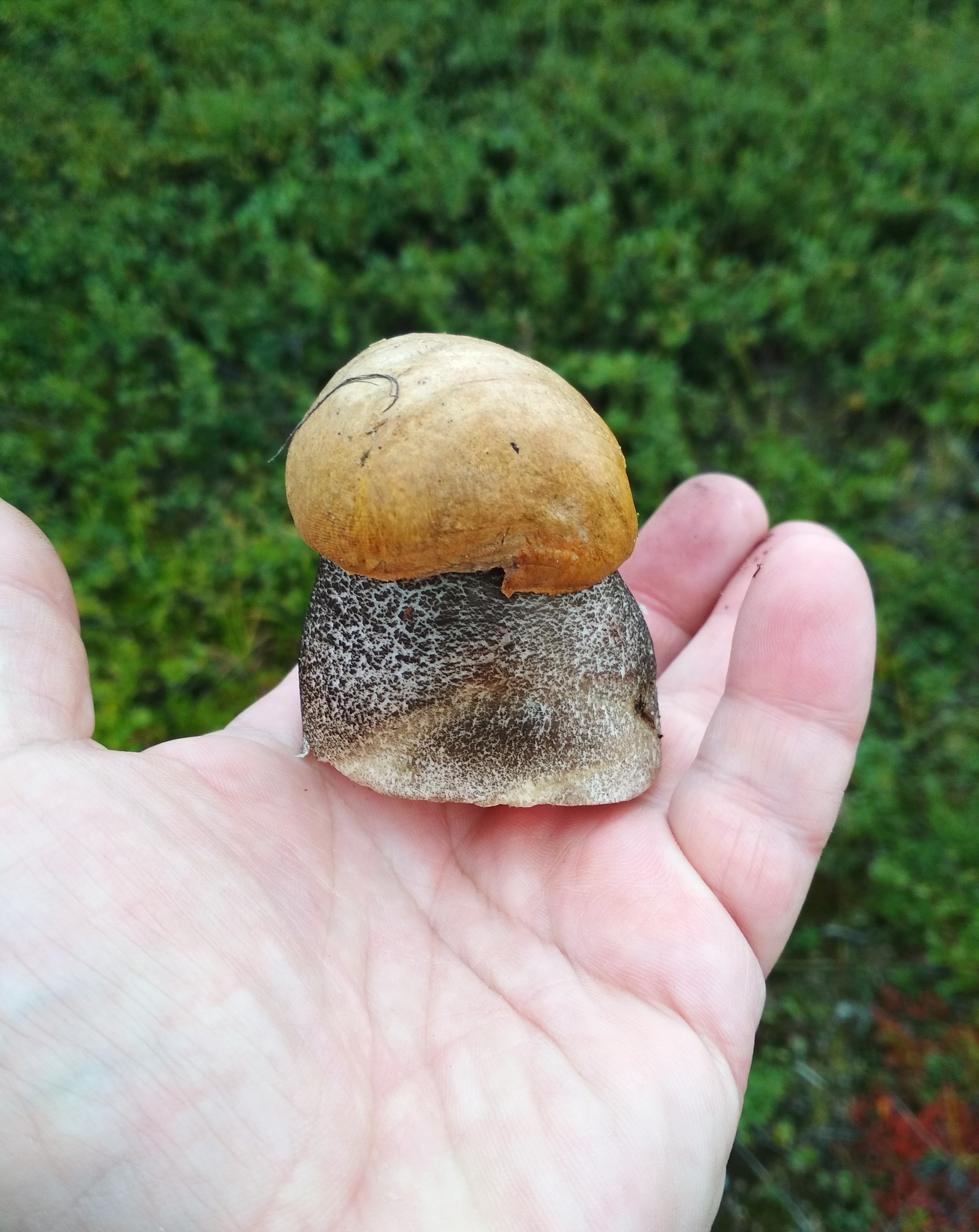 Hello from the tundra! - My, Gifts of nature, Tundra, Longpost, Mushrooms, The photo