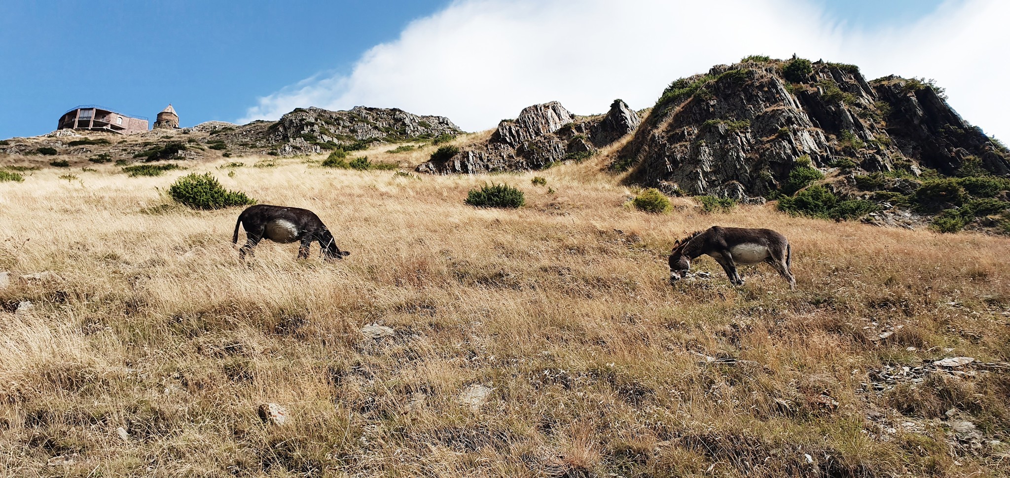 Traveling in Georgia. Walking in Gergeti - My, Walk, The mountains, Georgia, The photo, Tourism, Nature, Travels, Longpost