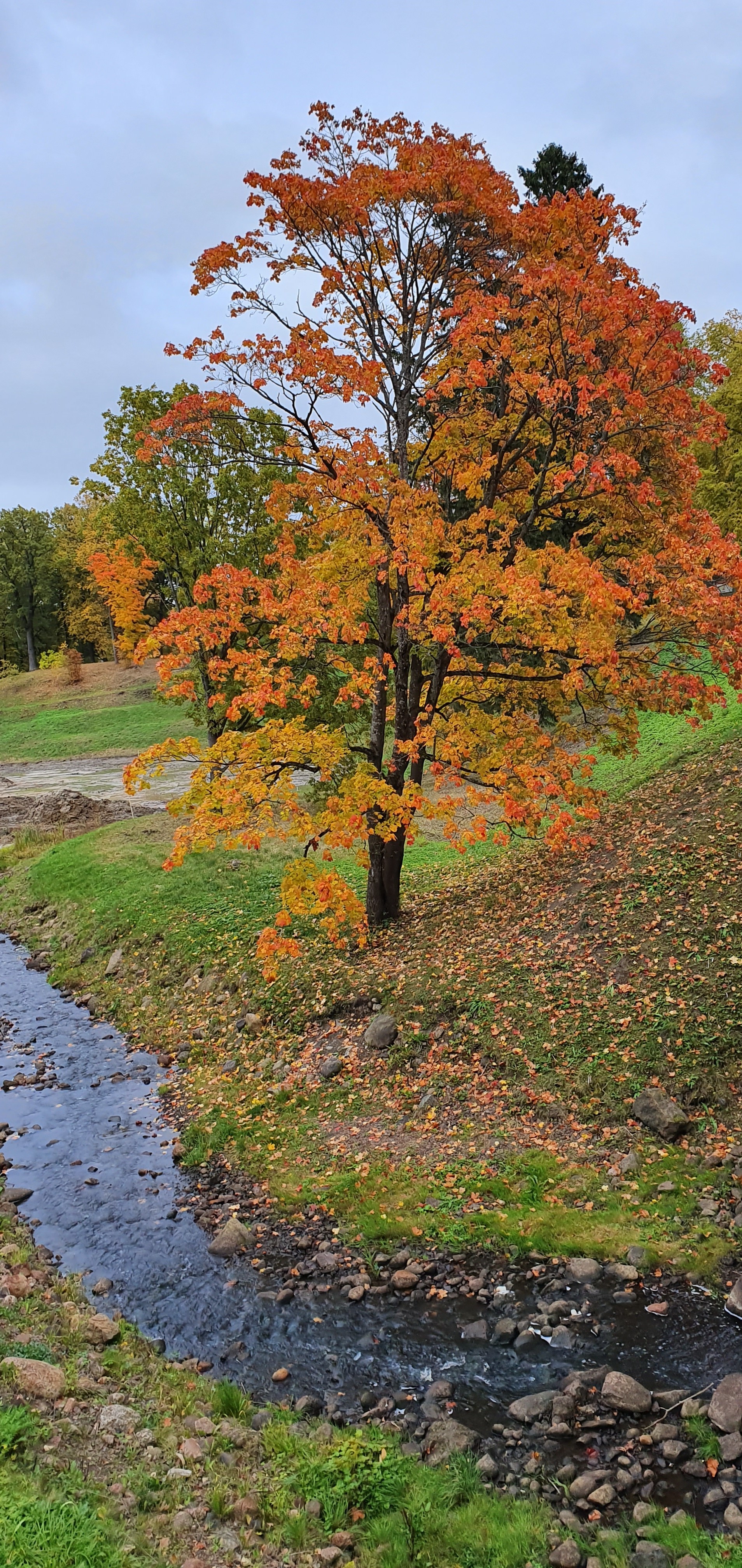 Autumn in St. Petersburg - My, Saint Petersburg, Autumn, First post, Longpost