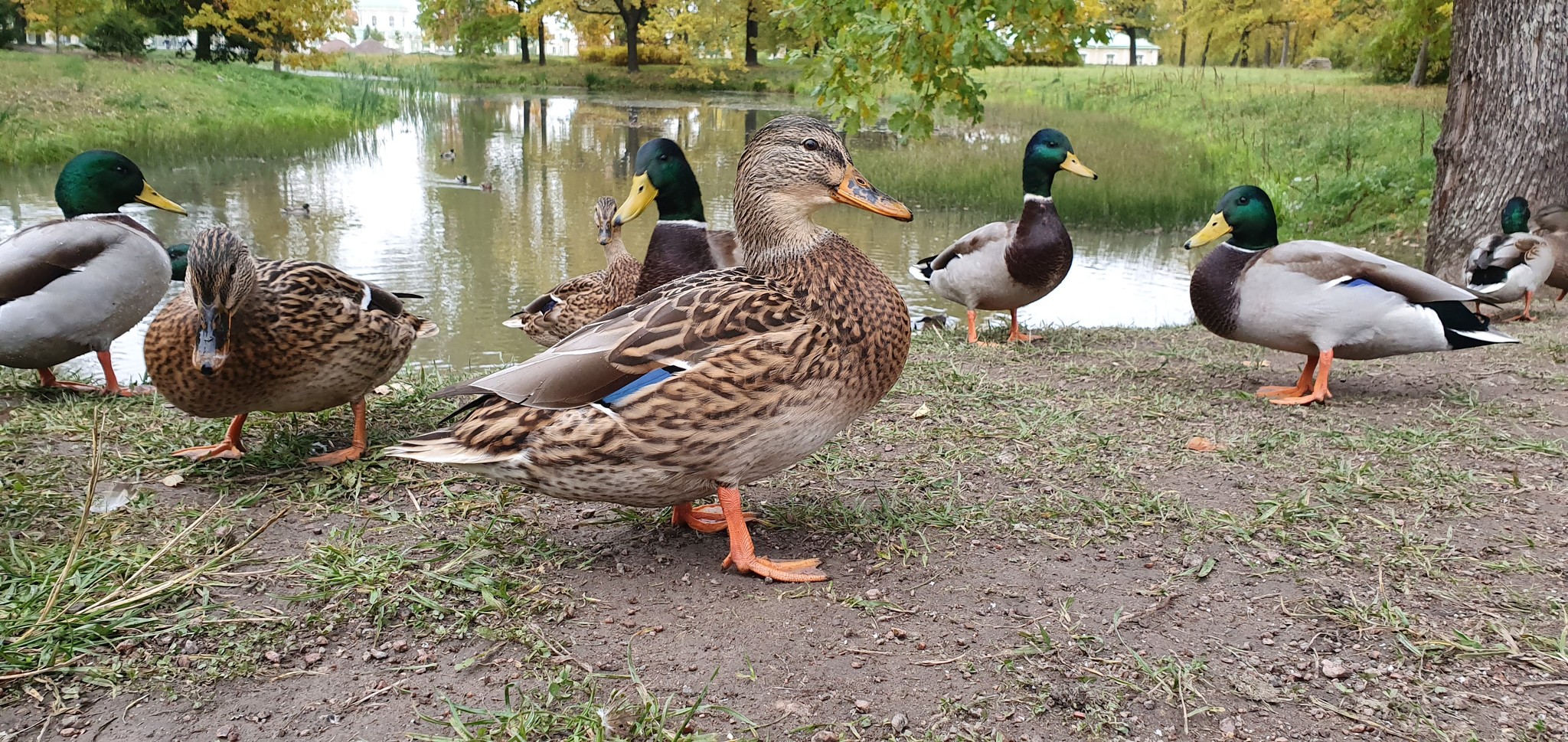 Autumn in St. Petersburg - My, Saint Petersburg, Autumn, First post, Longpost