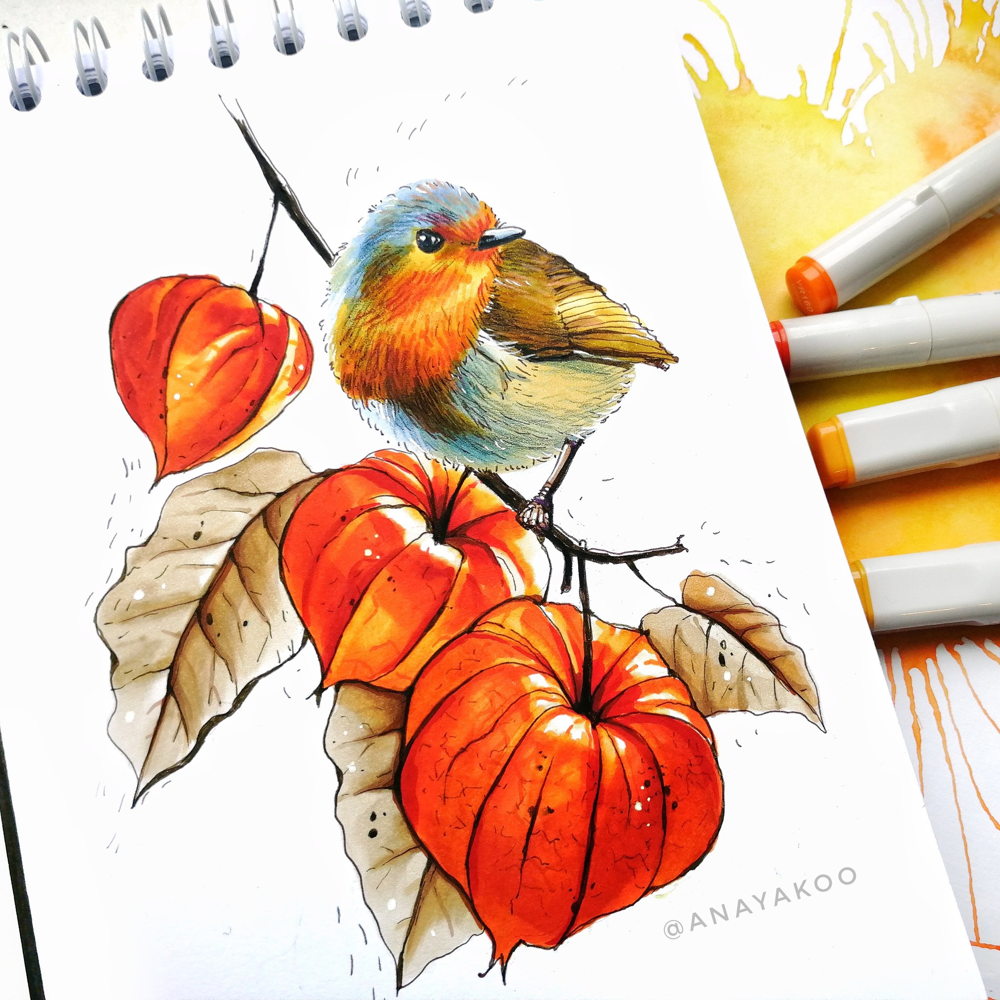 Physalis - My, Physalis, Robin, Alcohol markers, Liner, Sketch, Drawing, Sketchbook, Art
