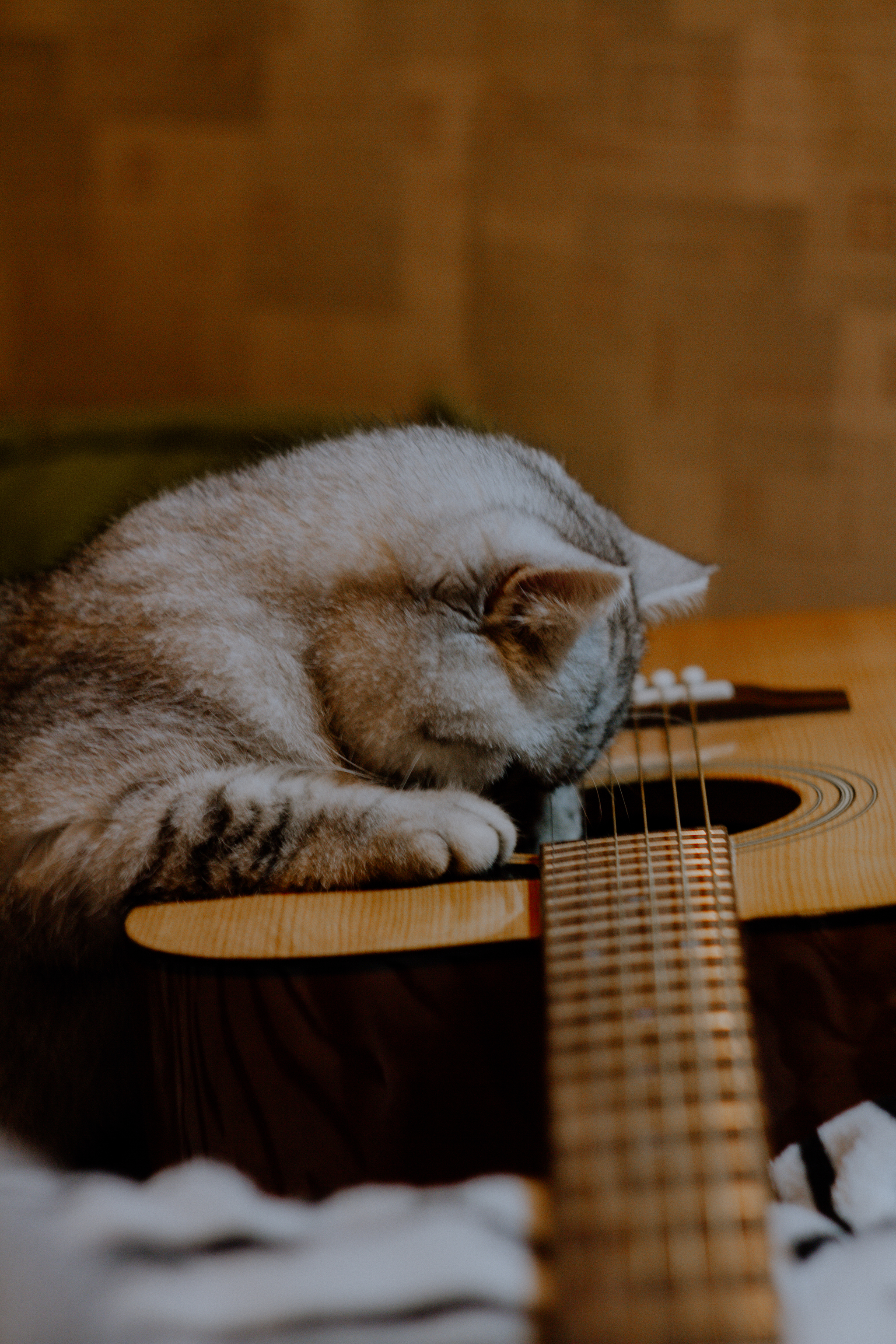 Кошка с гитарой